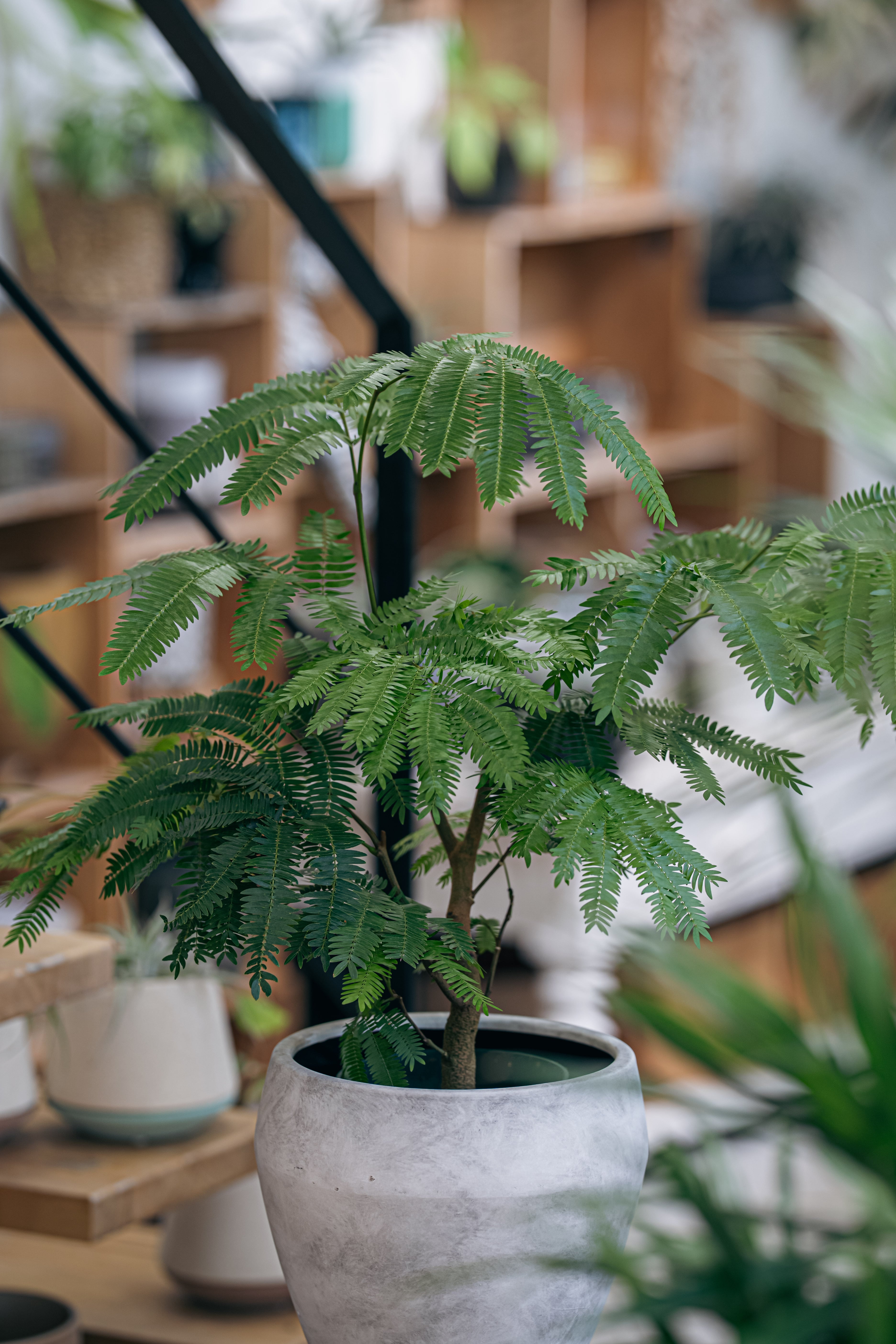 フィロデンドロン・ラディアツム | Plants Baka