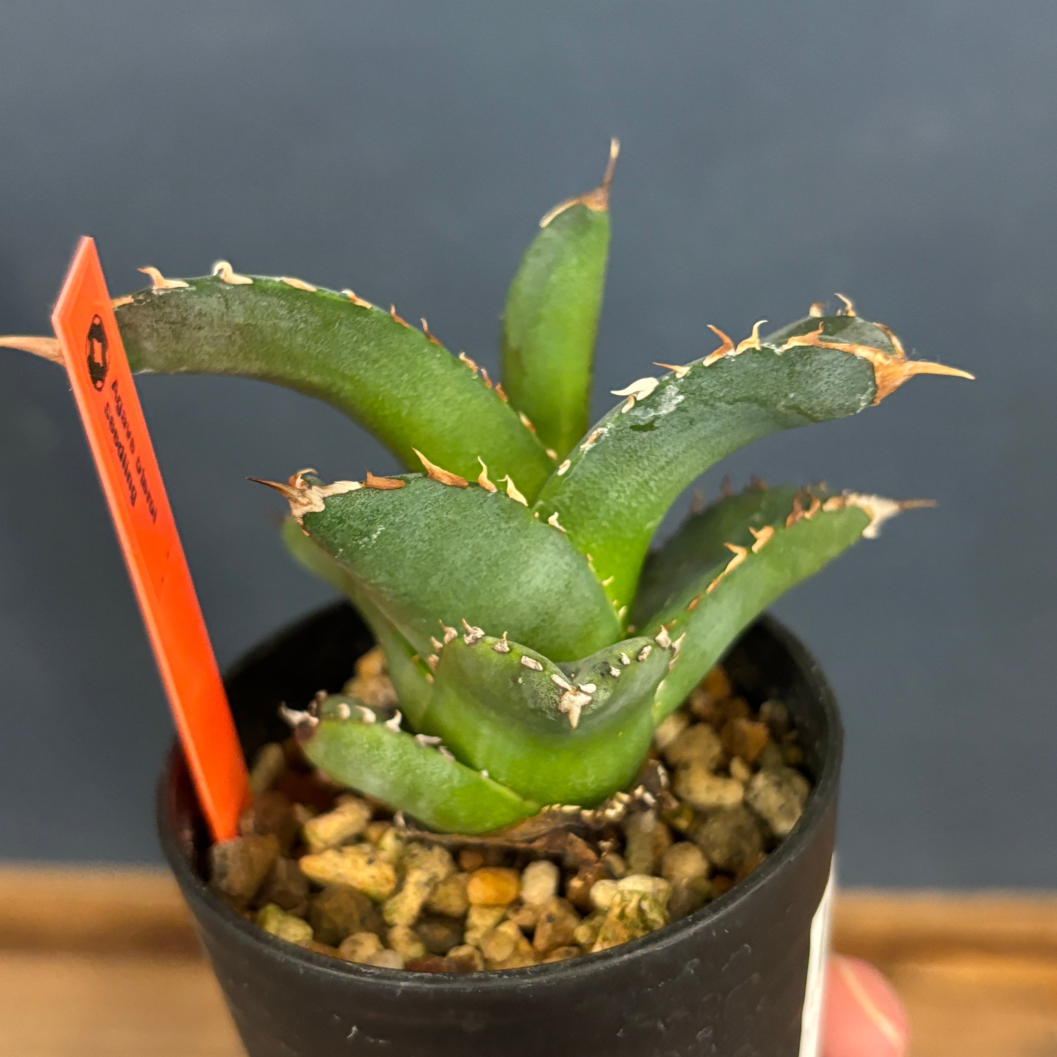 アガベ　オテロイ　実生 アガベ オテロイ 実生 選抜株 - メルカリ