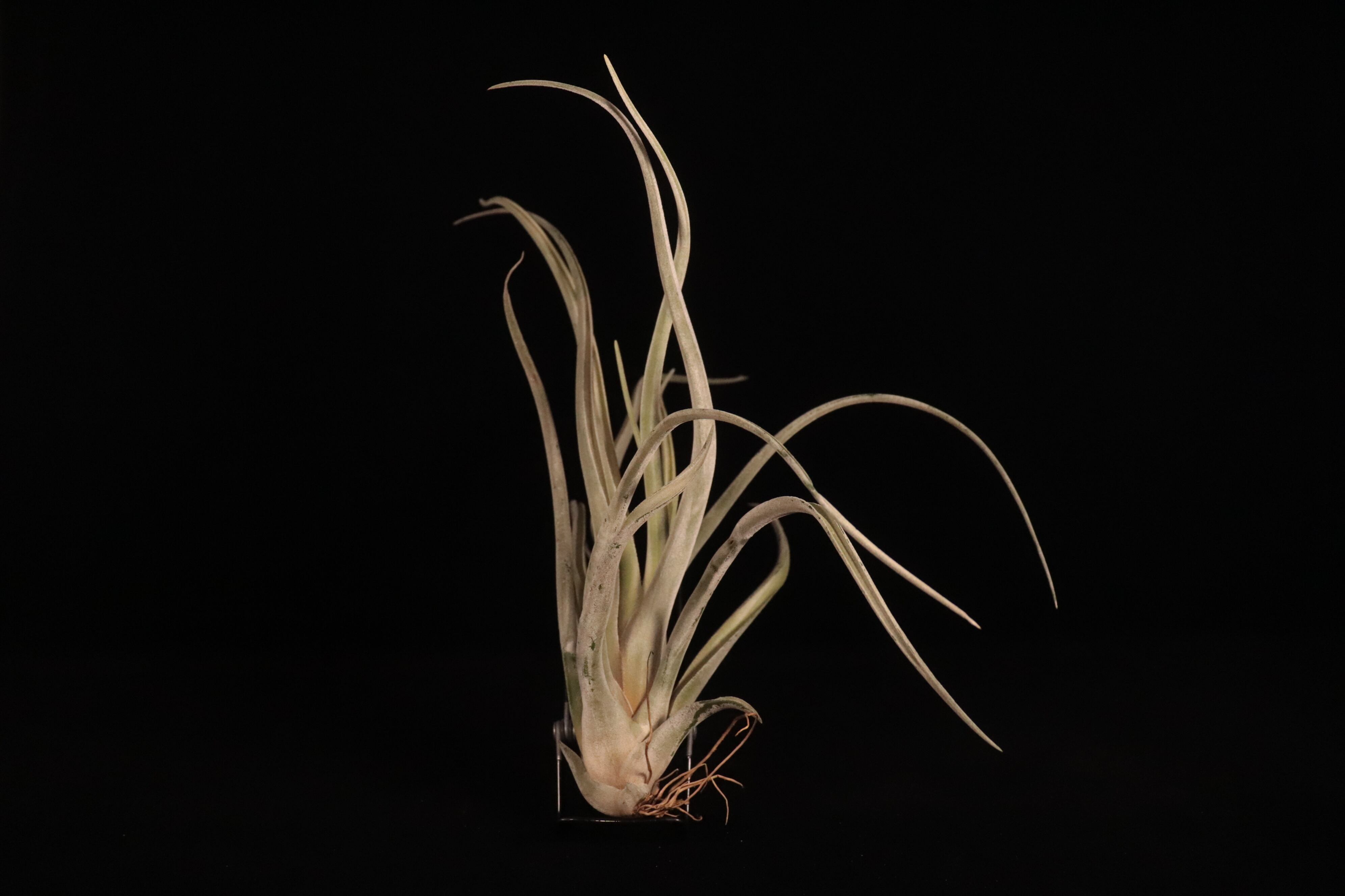 送料無料】chiapensis x caput-medusae〔エアプランツ〕現品発送T5109