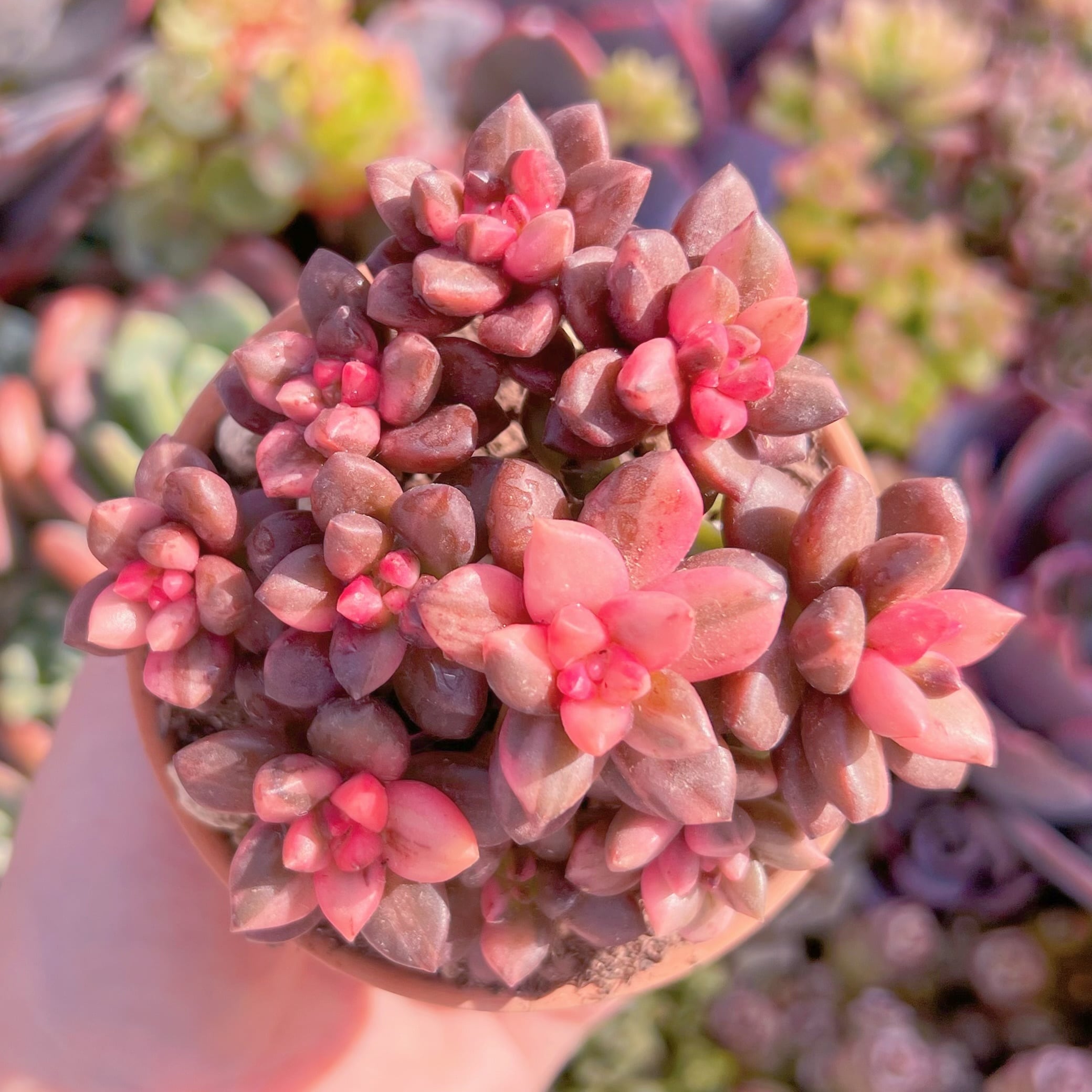 現品　黒美人錦#M142　新入荷　るる農園