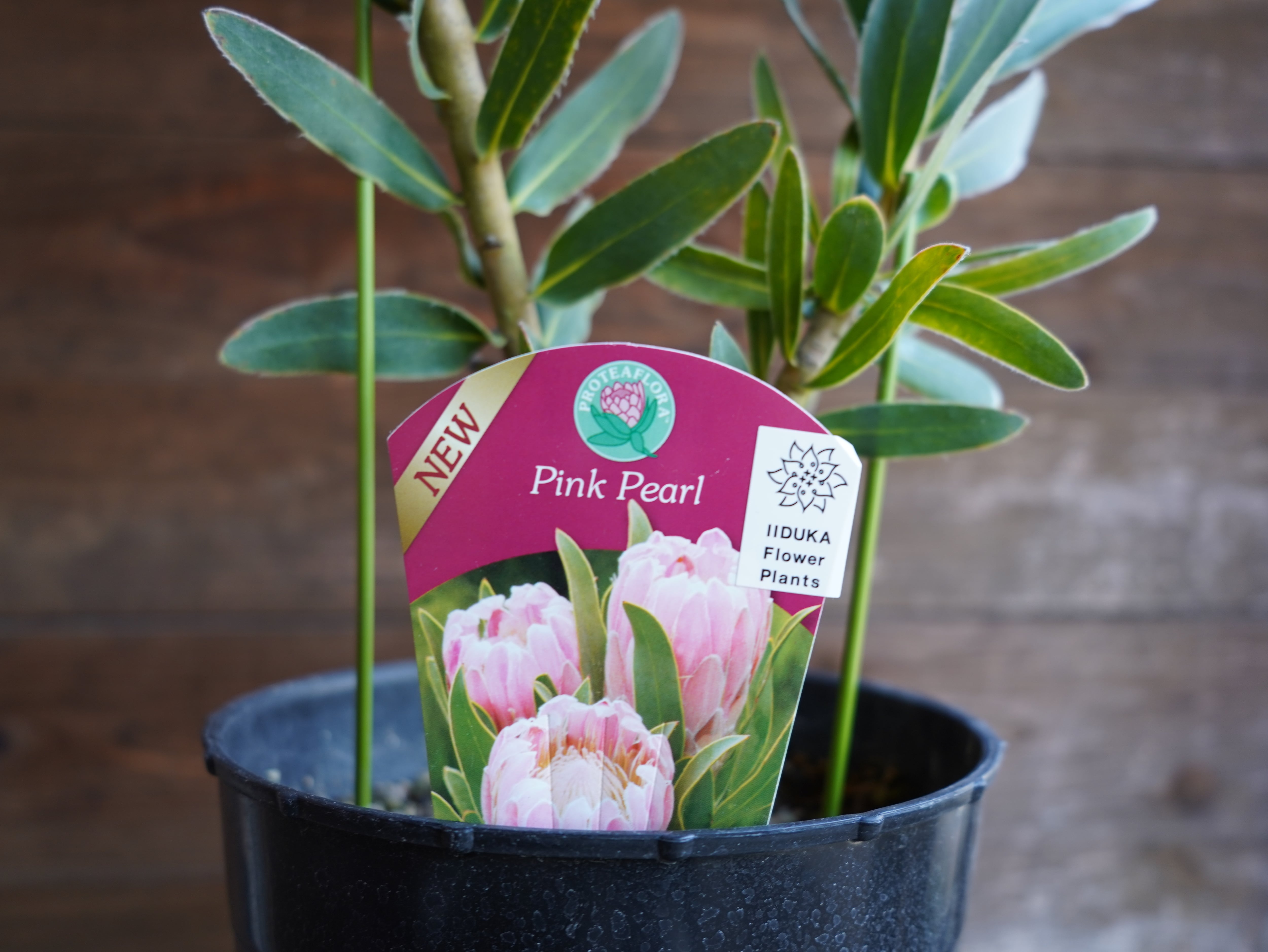 【現物】プロテア　"ピンクパール"
