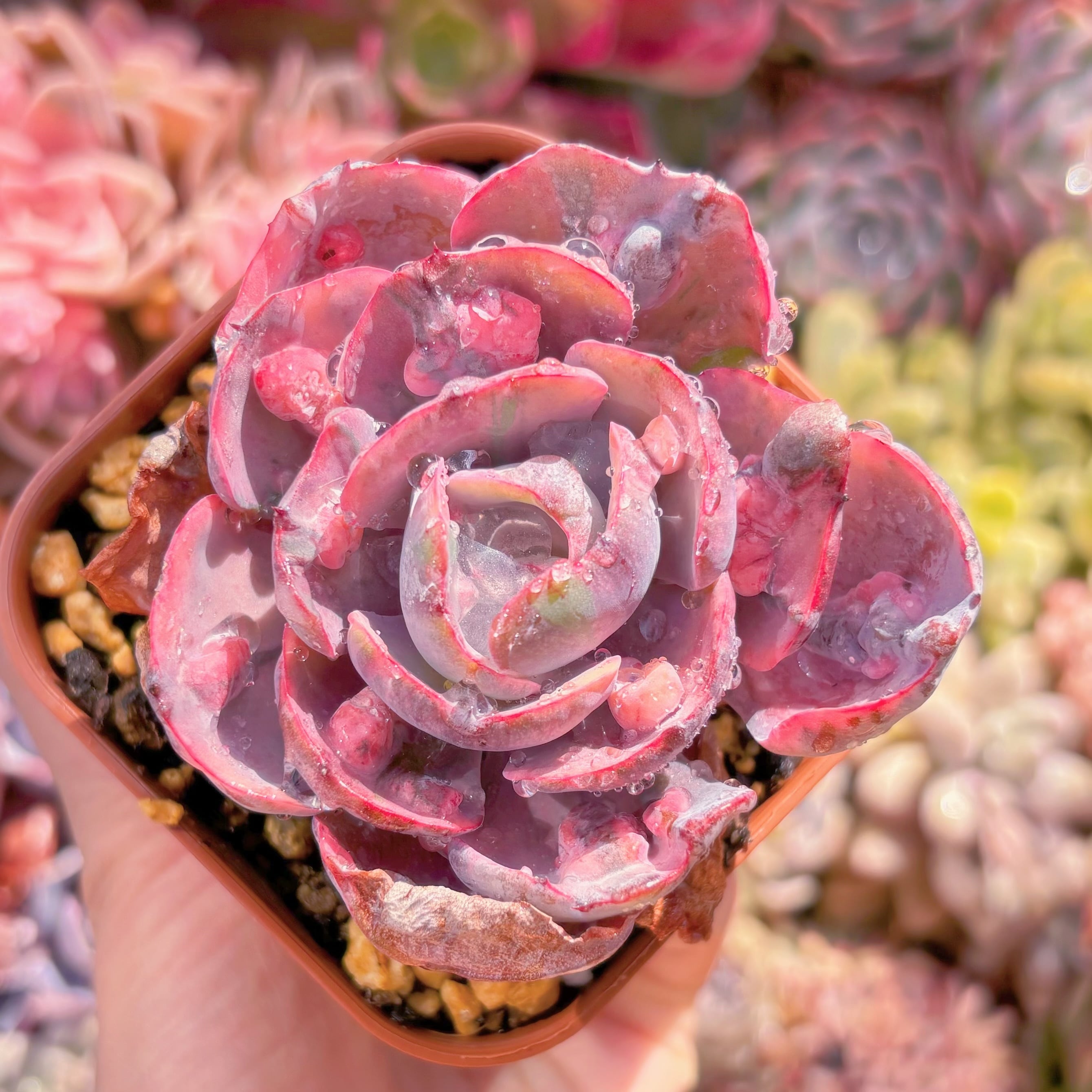 現品　ビヨンセ錦#690　るる農園