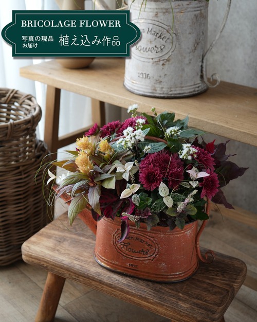 【送料込み・寄せ植え】えんじ色マムと山吹色のケイトウの小さな寄せ植え