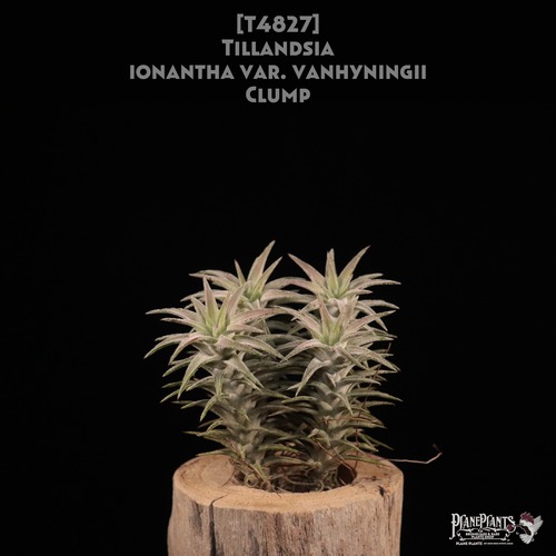 【送料無料】ionantha var. vanhyningii〔エアプランツ〕現品発送T4827
