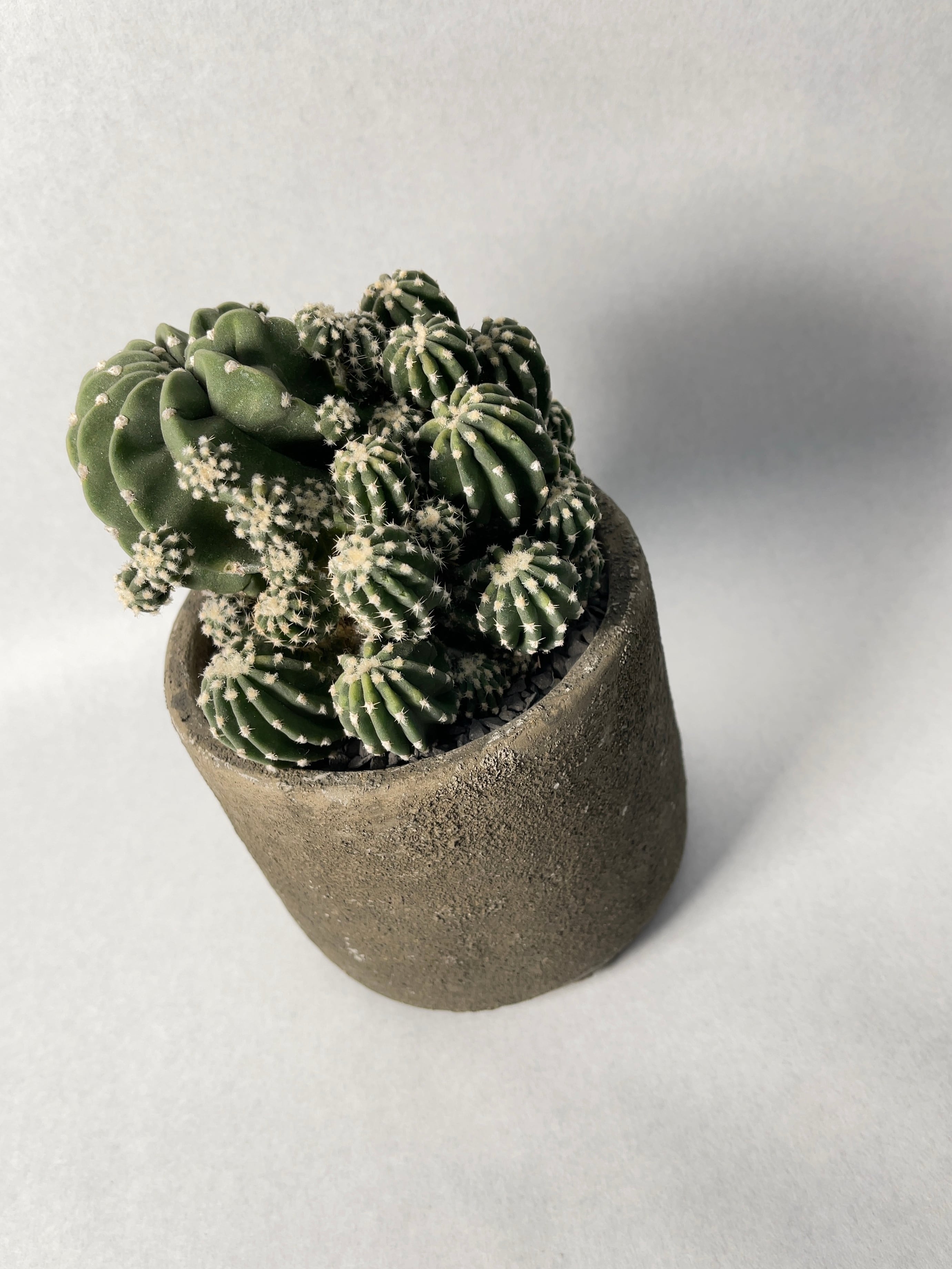 サボテン　エスノプシス属　巨大株、子付き サボテン エスノプシス属 巨大株、子付き