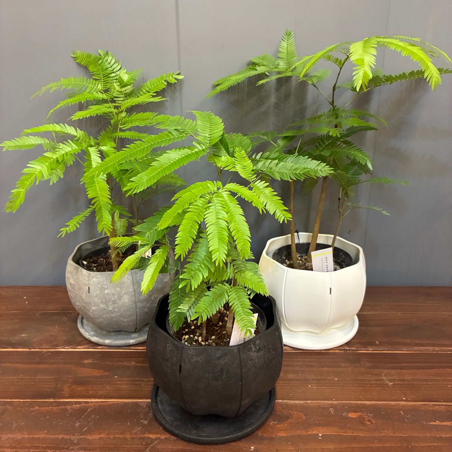 秋の植え替えフェア対象】【セット】エバーフレッシュ | PROTOLEAF