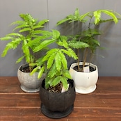 【秋の植え替えフェア対象】【セット】エバーフレッシュ
