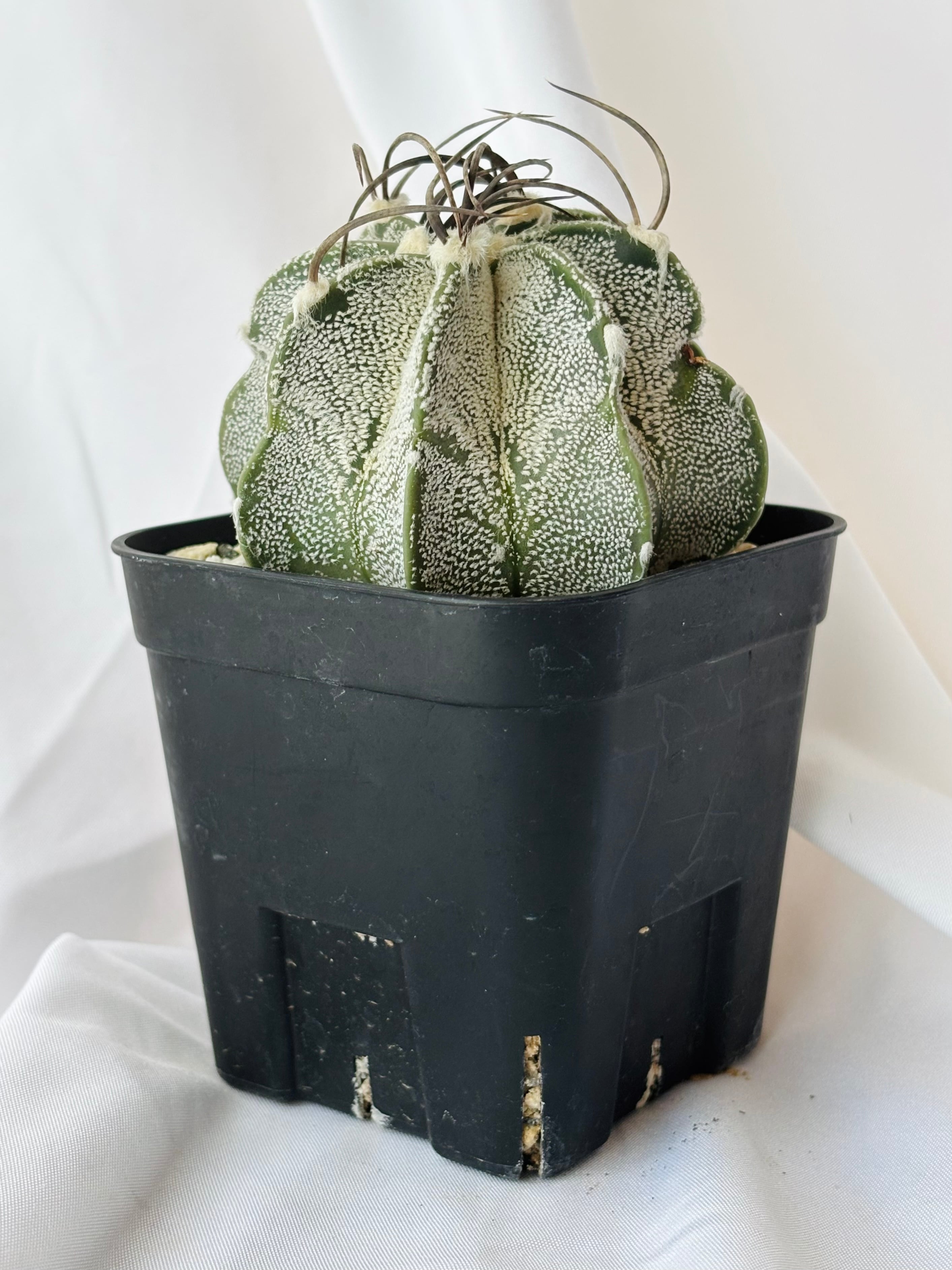 サボテン アストロフィツム 白瑞鳳玉 実生 古木 大鳳玉 水牛 群鳳 サボテン アストロフィツム 白瑞鳳玉 実生 古木 大鳳玉 水牛 群