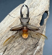 【WD】《イグジミウスホソアカ 50mm ペア》