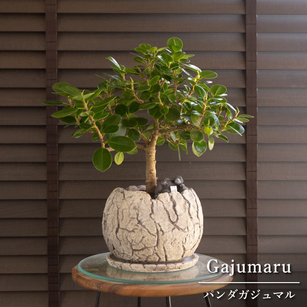 パンダガジュマル 7号 セメント鉢 ピック付 観葉植物 ガジュマルの木 多幸の木 ガジュマル 0913GY