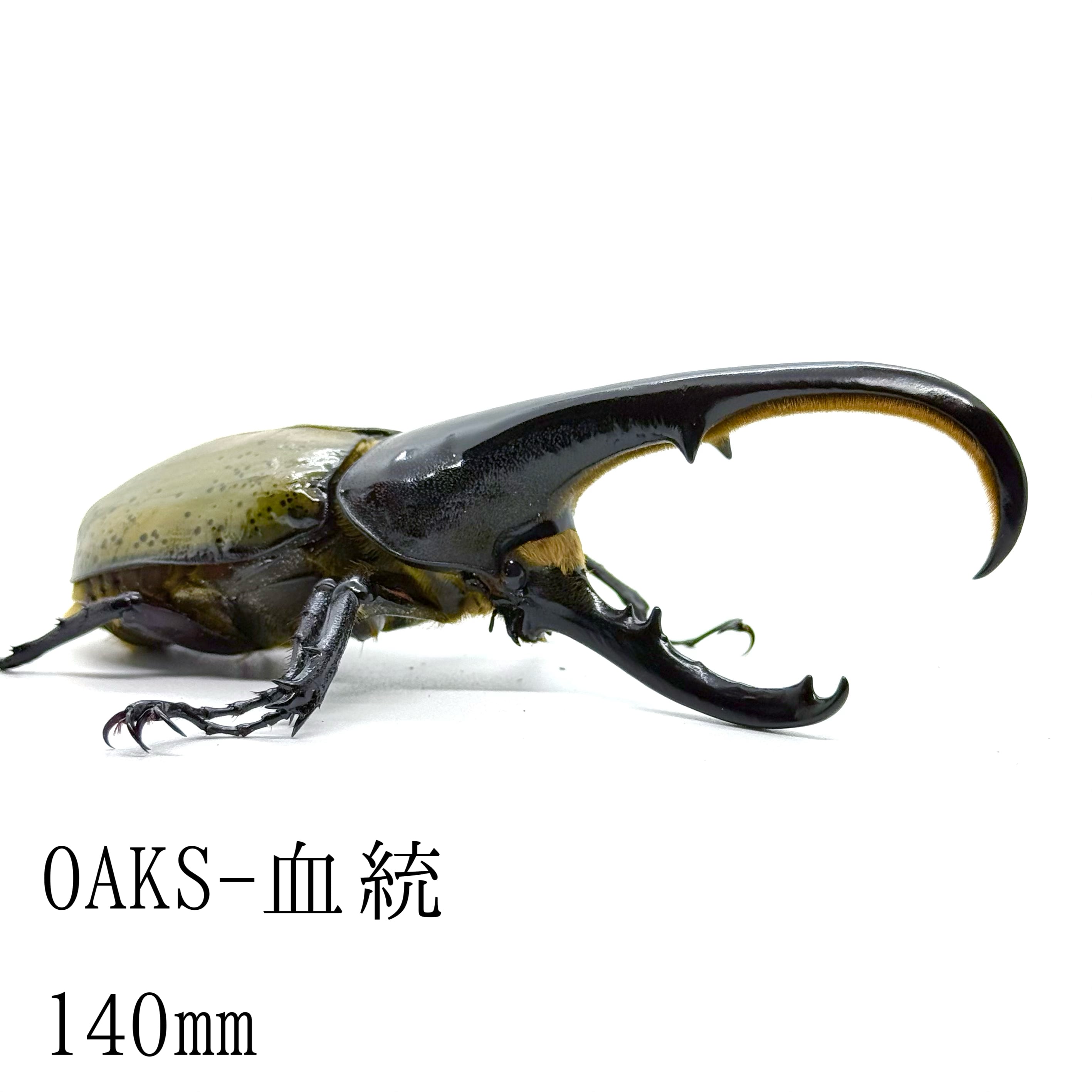 140㎜ / 成虫 / オス / ヘラクレスオオカブト