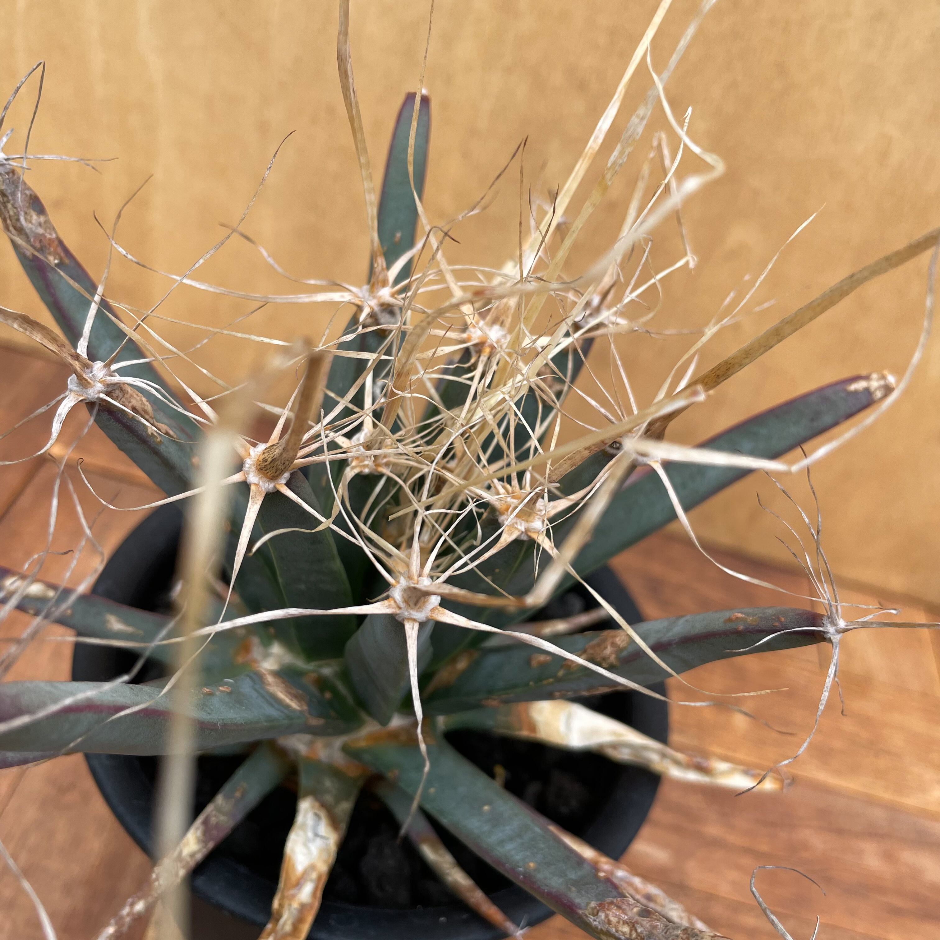 Leuchtenbergia principis【レウクテンベルギア・晃山・実生