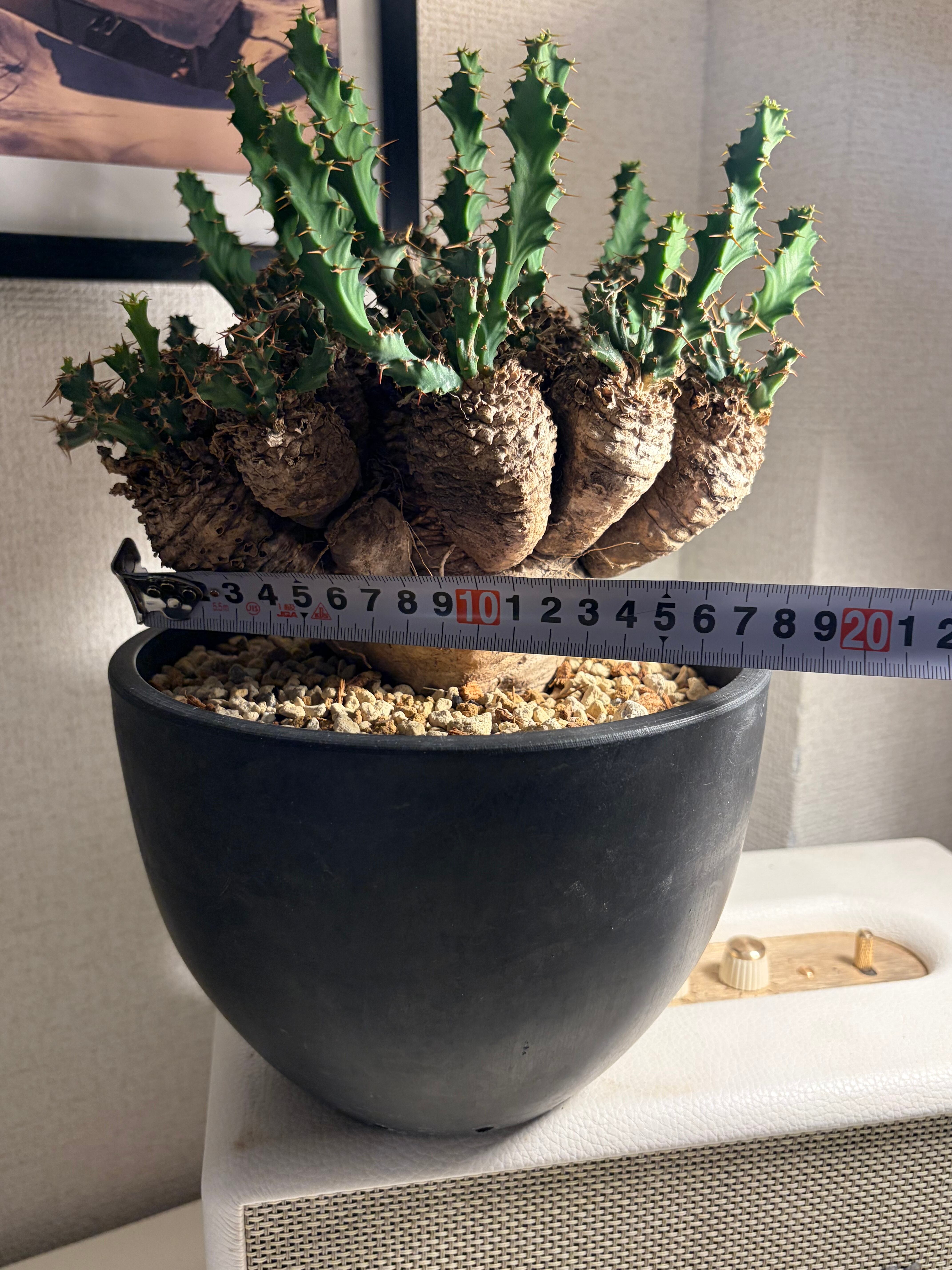 ユーフォルビア　クラビゲラ　塊根植物界のグラビア 巨株】今塊根で一番人気なユーフォルビア クラビゲラ 標本