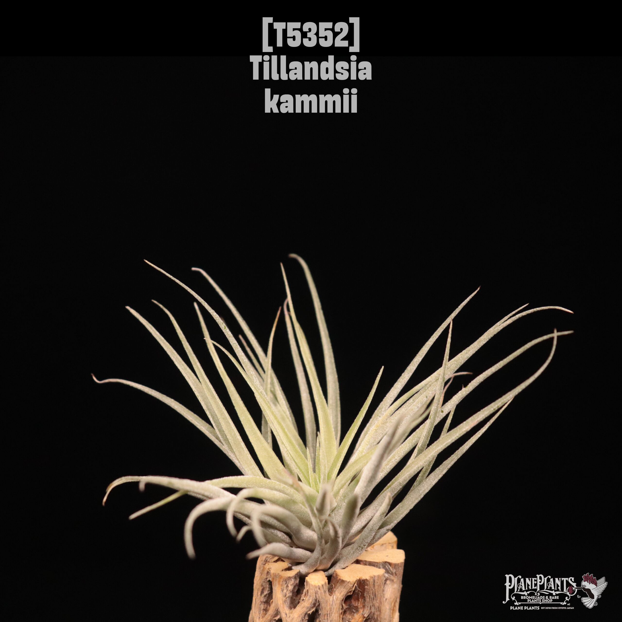 送料無料】kautskyi hybrid〔エアプランツ〕現品発送T4616 | plane plants