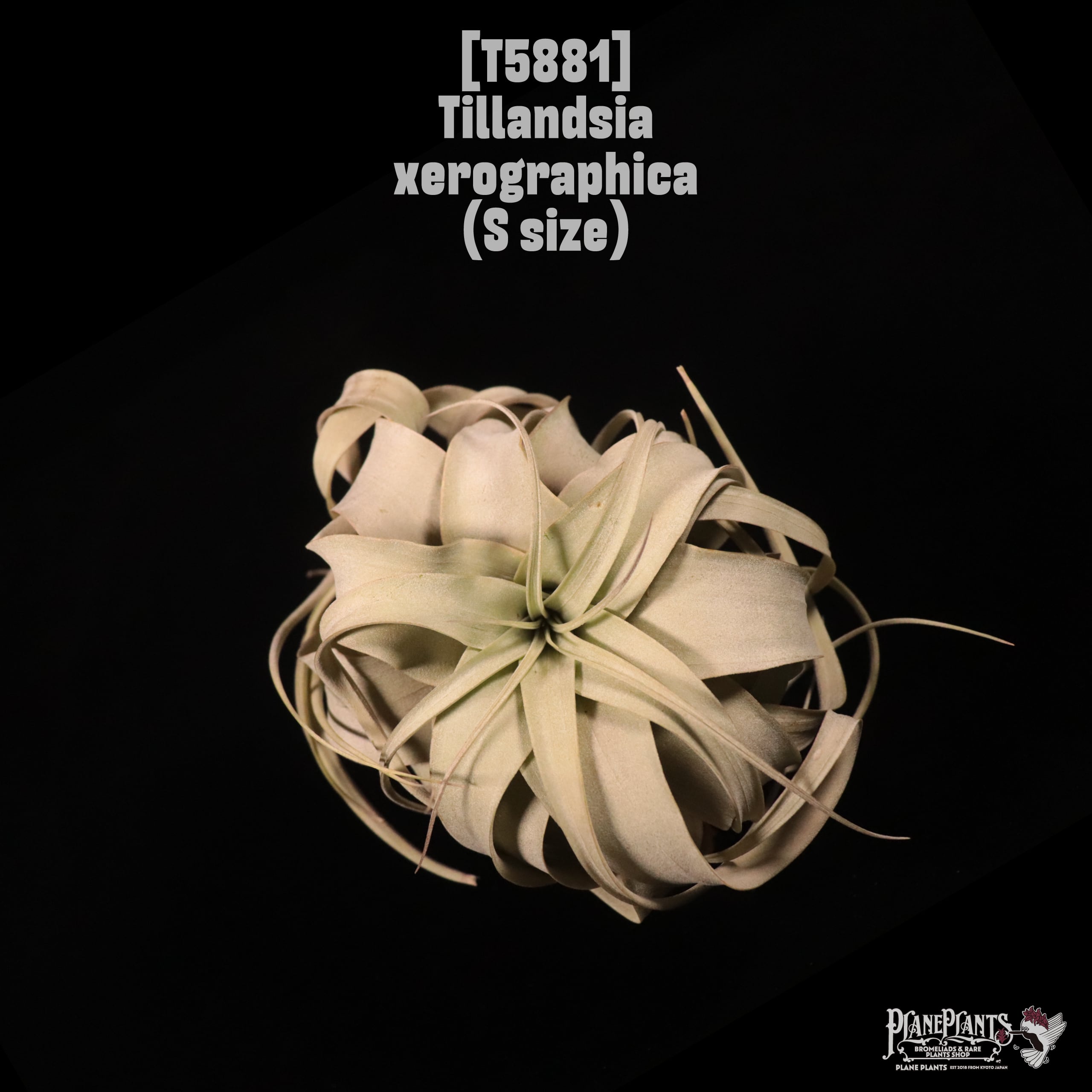 Tillandsia xerographica S〔ティランジア〕T5881