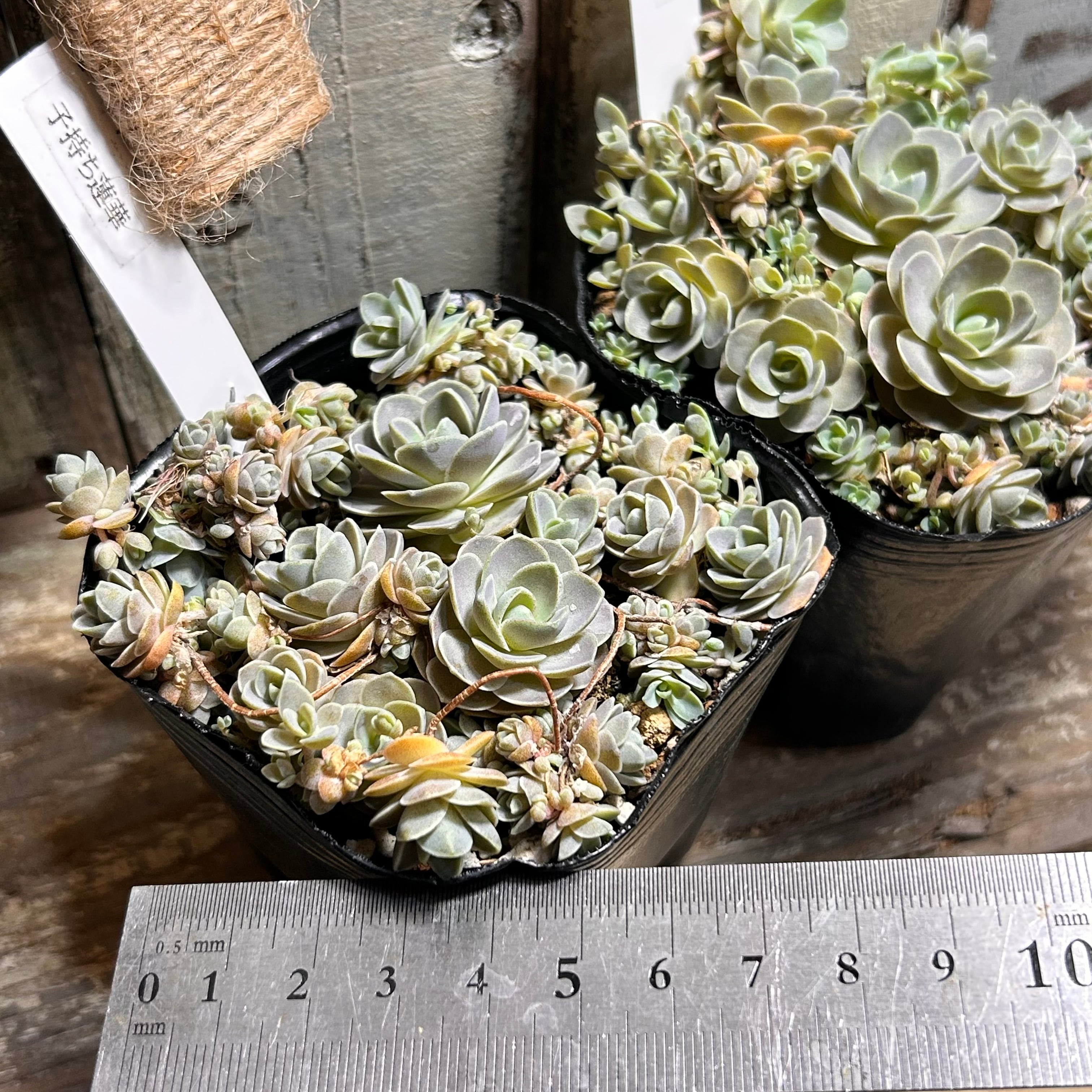 多肉植物　子持ち蓮華 子持ち蓮華 | RuPo 多肉植物専門店