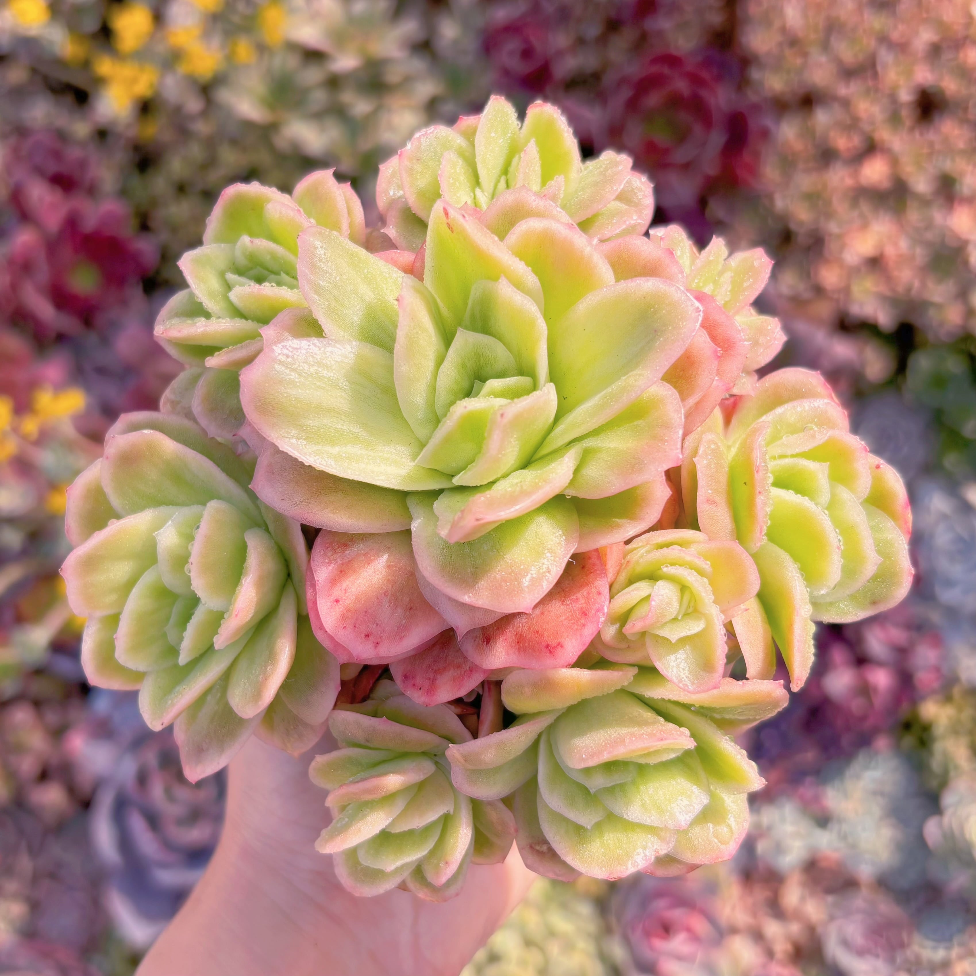 多肉植物　アイスラブリーローズ錦　群生　るる農園