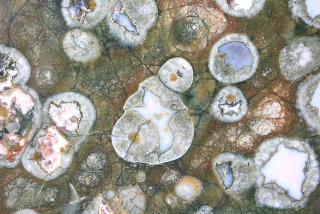 レインフォレスト・ジャスパー　Rainforest Jasper 747