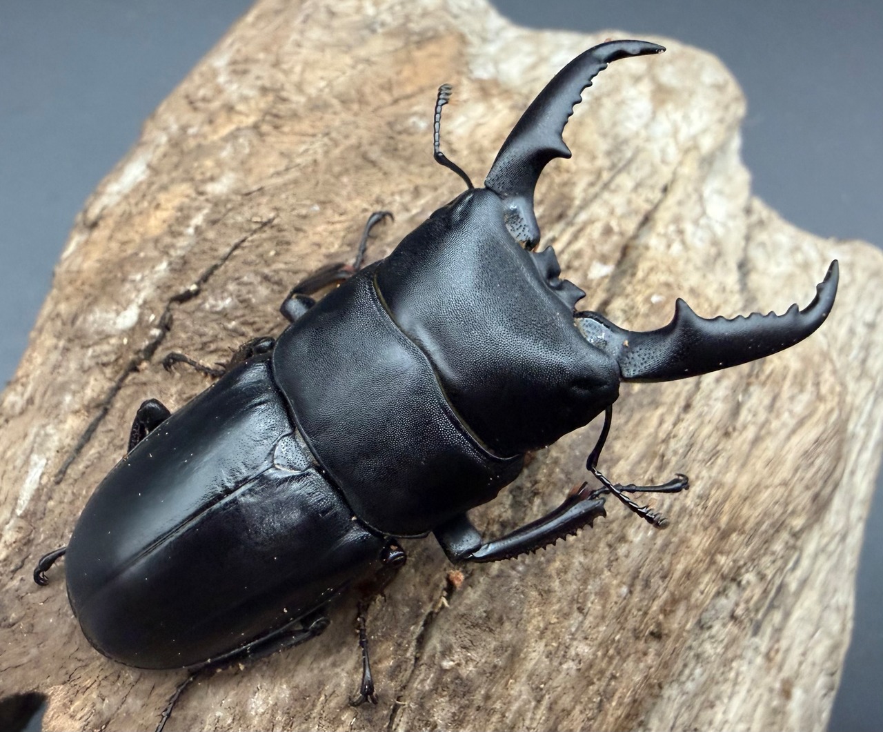 【WF1】《本土ヒラタクワガタ 京都産 57.5mm ペア》