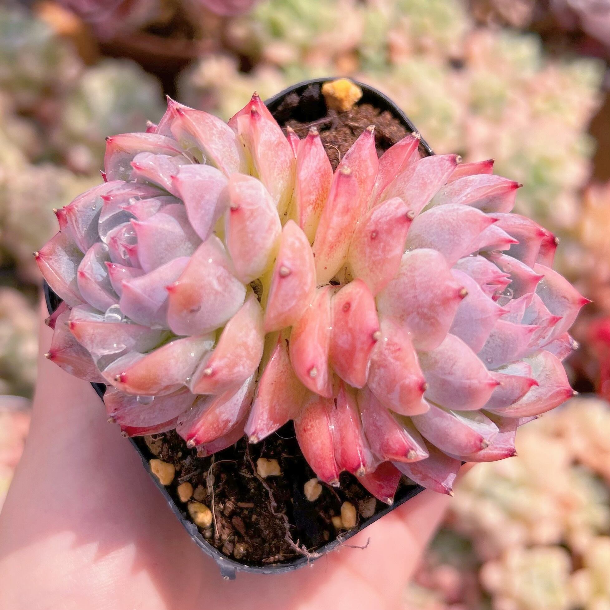 現品　孤星#D05   2頭群生　るる農園