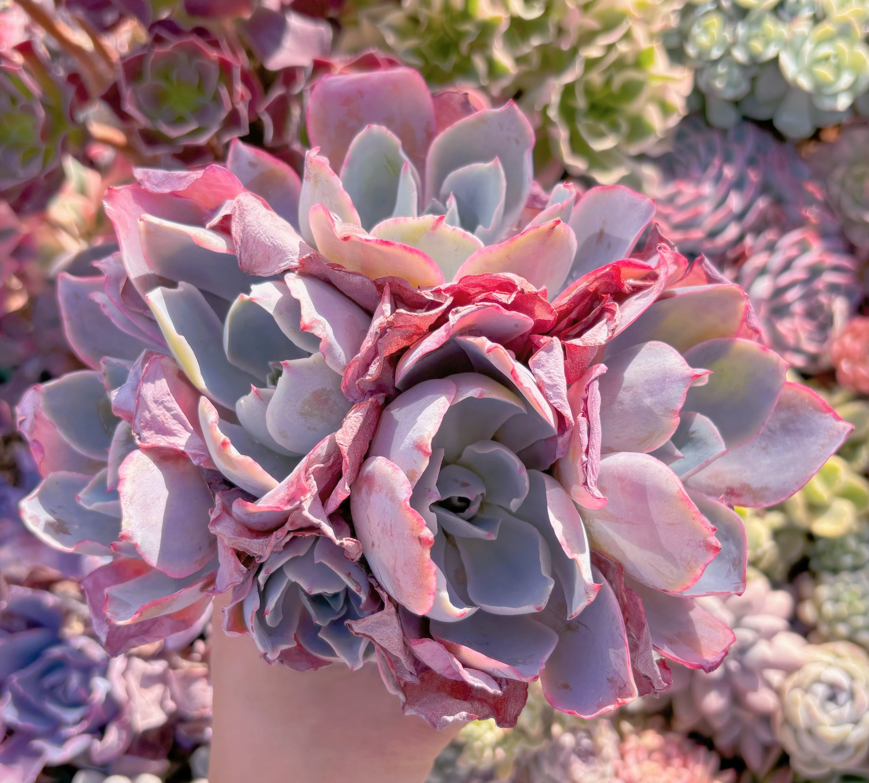 現品　アフターグロー#589　大群生　新入荷