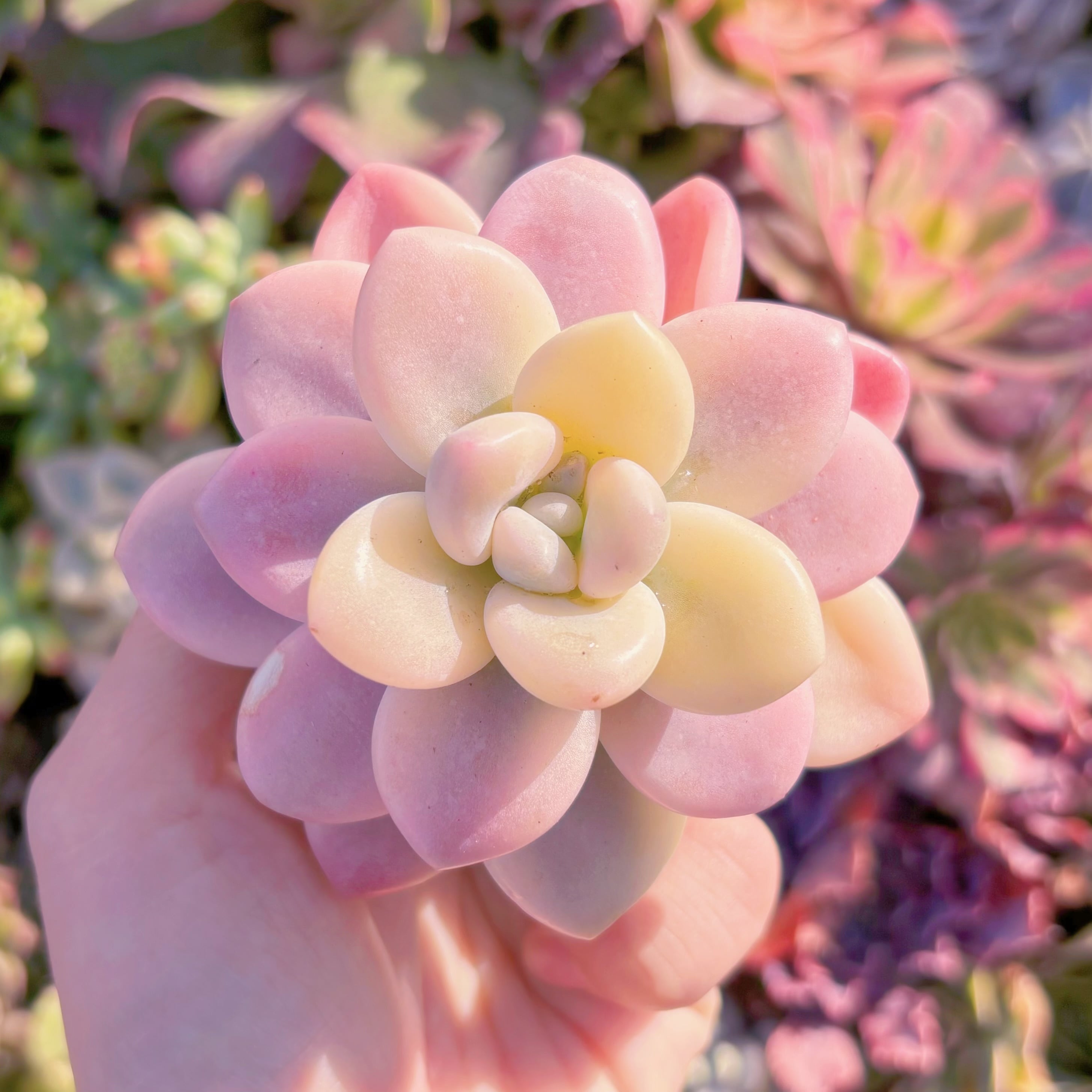 多肉植物　マカロン錦　新入荷　るる農園