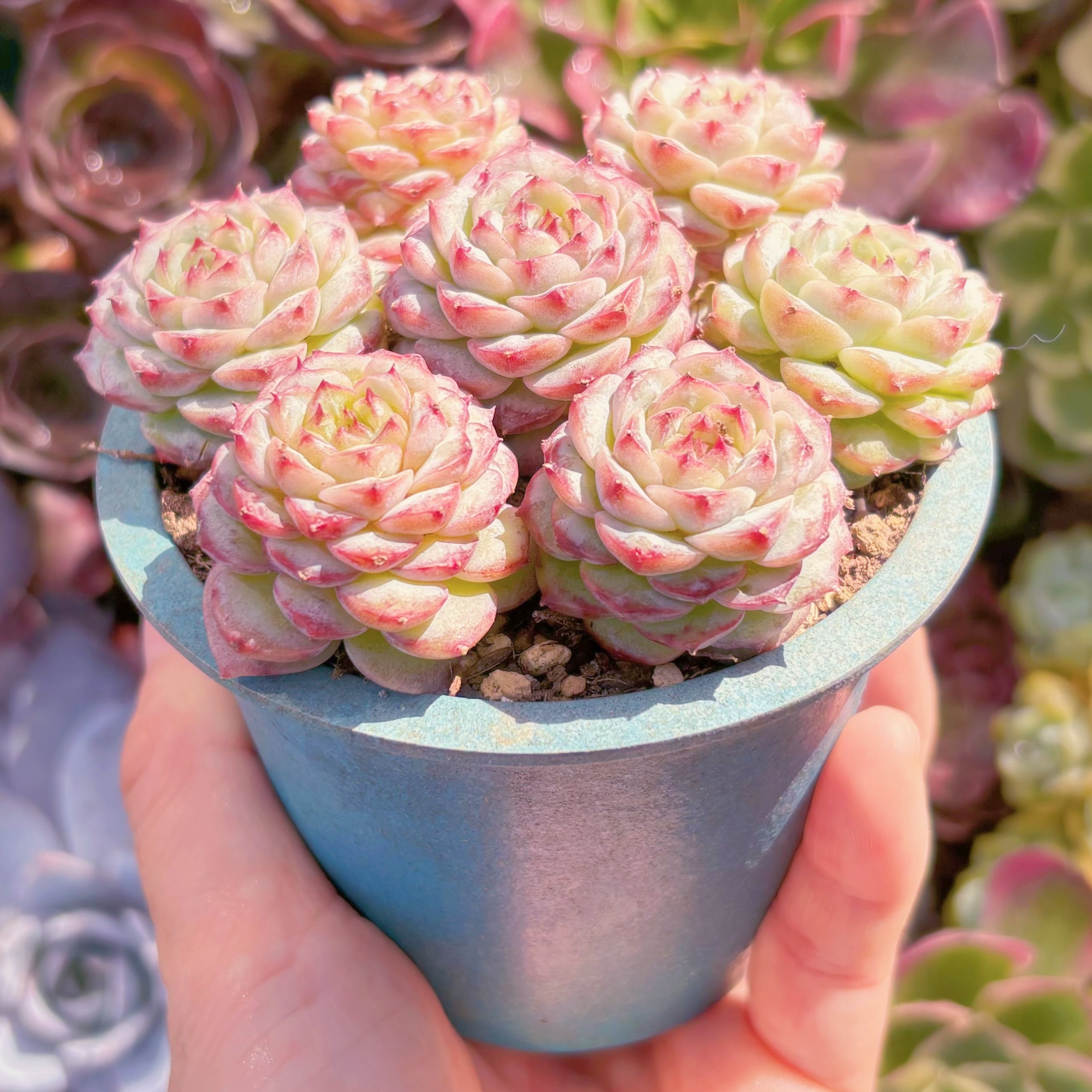 多肉植物 レッドベルベット(7苗) 新入荷 るる農園 | るる農園~多肉植物専門