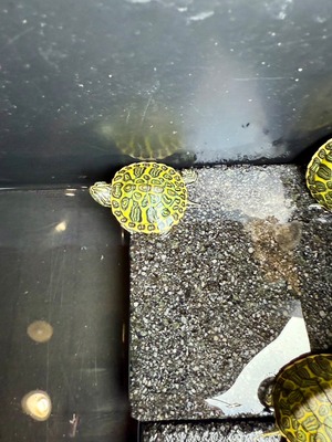 フロリダレッドベリー