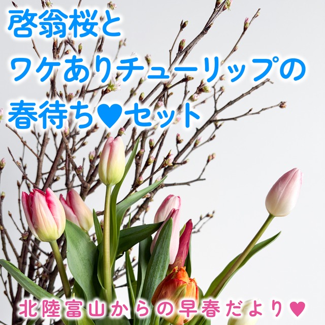 1/30～発送　啓翁桜とワケありチューリップの春待ち♥セット★フラワーロス支援