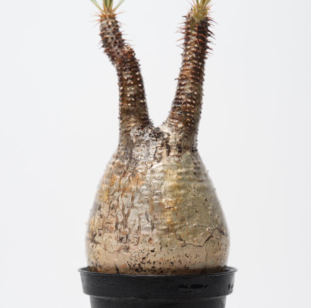 パキポディウム グラキリス no.2〈発根済み〉 | SPECIAL OTHER WORKS