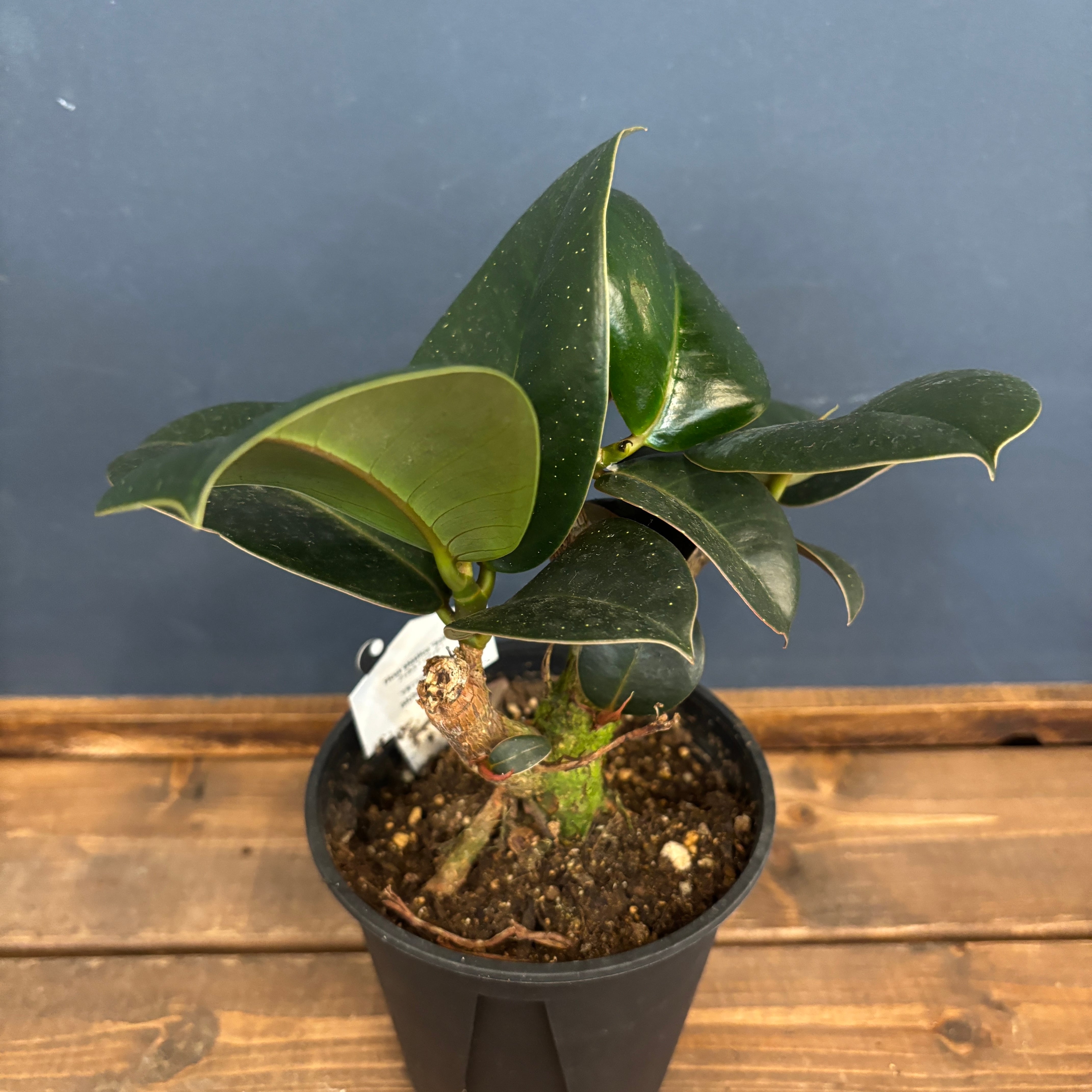 フィカス ソフィア【605】 | PROTOLEAF プロトリーフ