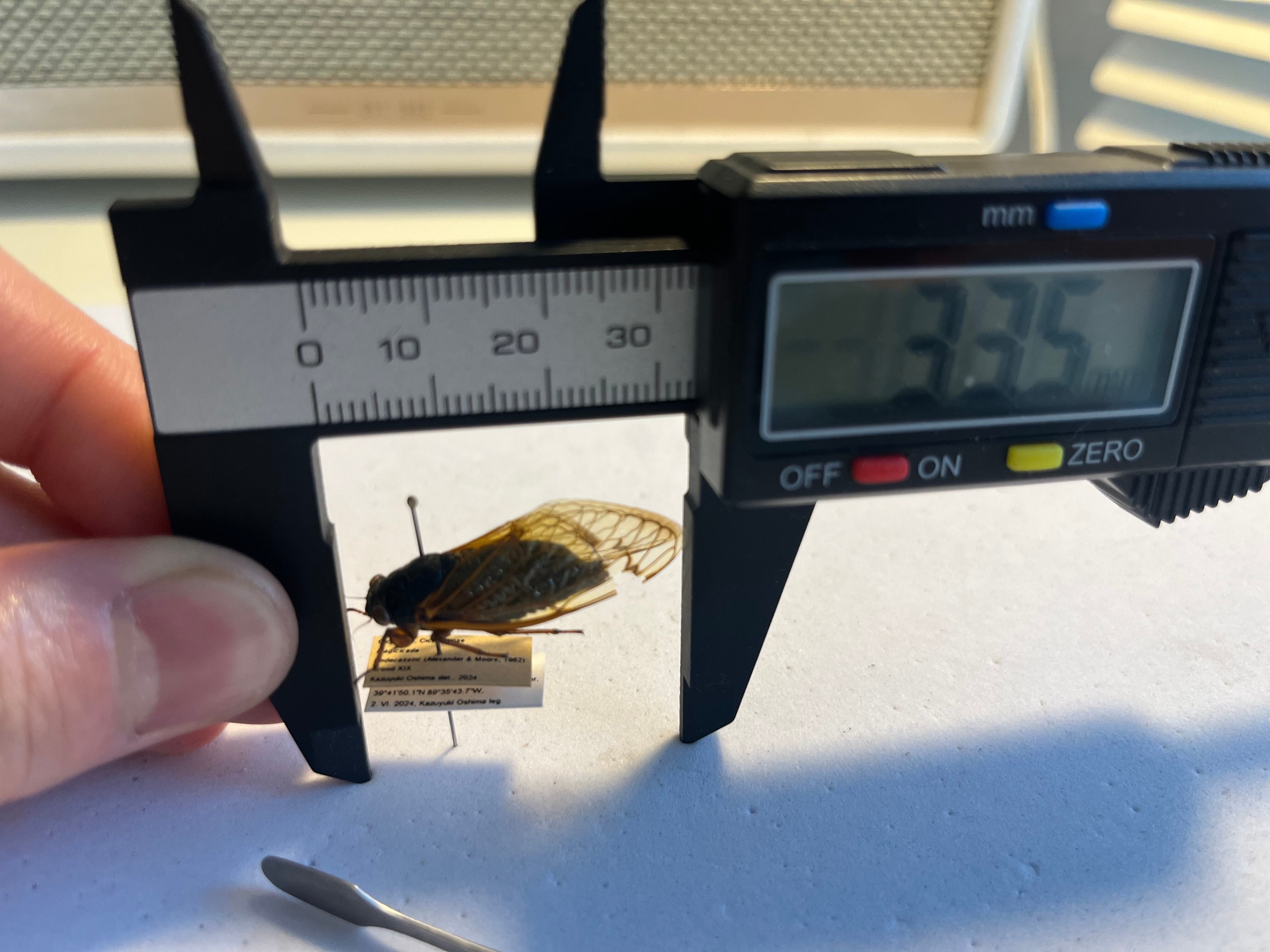 221年ぶりの素数ゼミ標本 2024年産 l蝉セミハエハチベルゼバブホーク