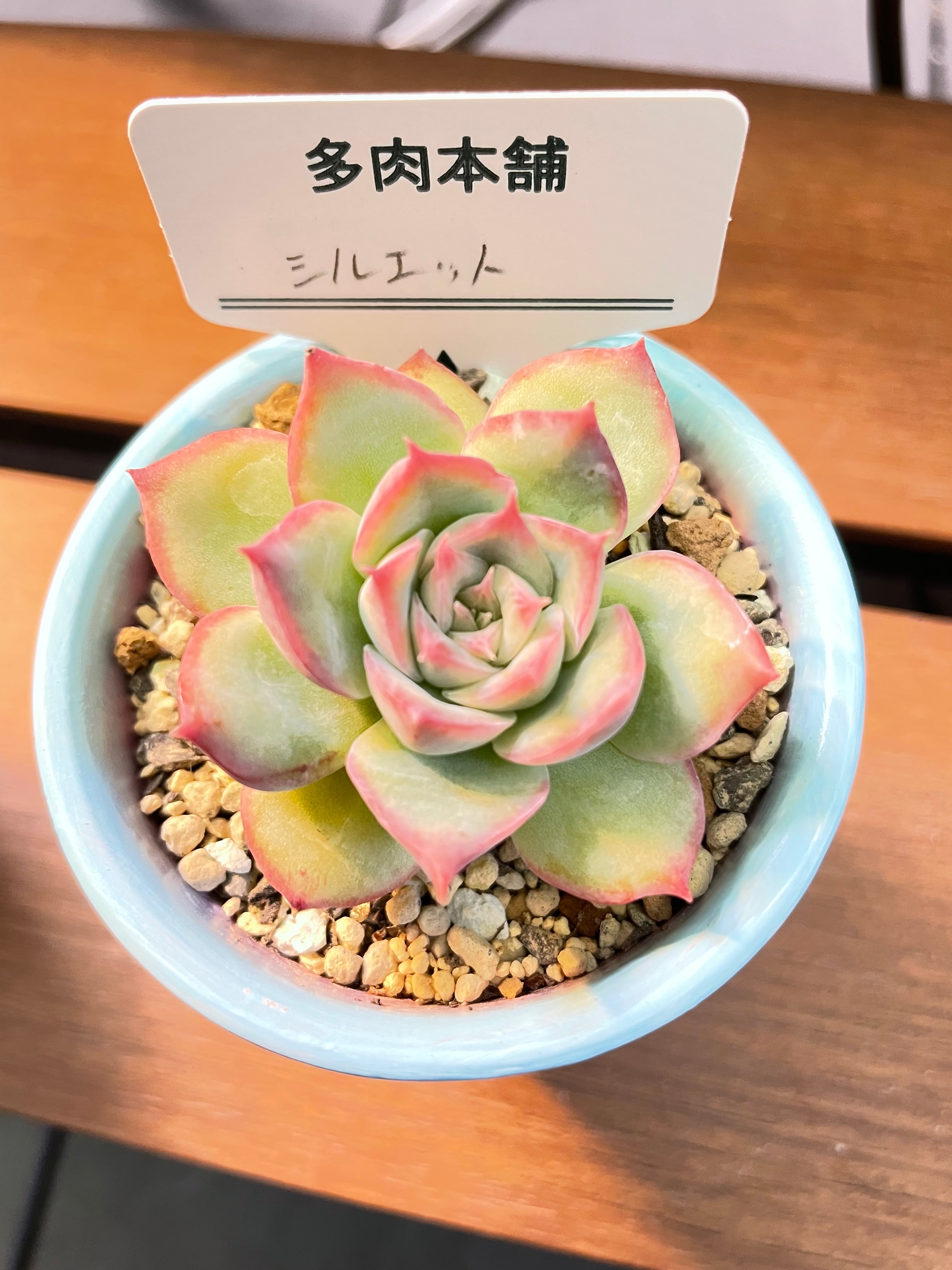 1多肉植物　エケベリア　チワワエンシス50苗1苗4-6CM