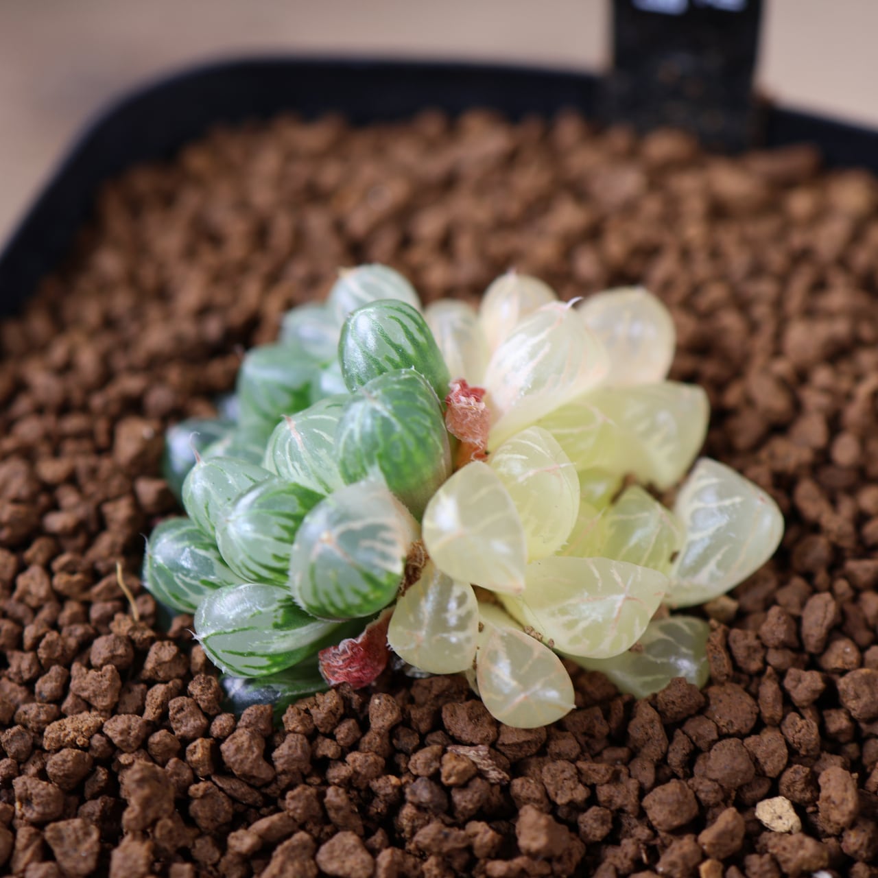 ALL ITEM | MARX PLANTS | 観葉植物・多肉植物・塊根植物