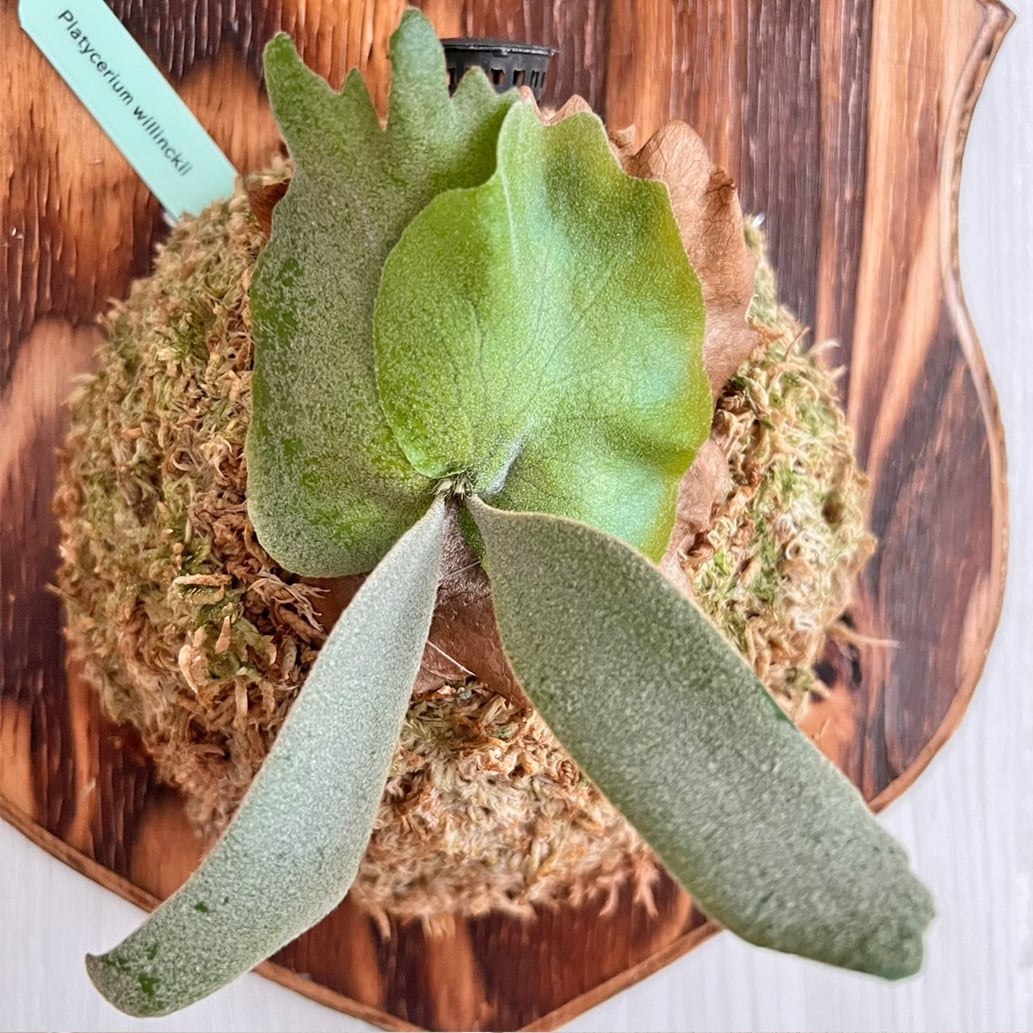 ビカクシダ ウィリンキー 板付 【観葉植物 室内 コウモリラン