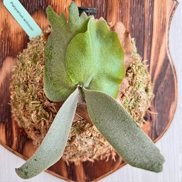 ビカクシダ ウィリンキー 板付 【観葉植物 室内 コウモリラン】