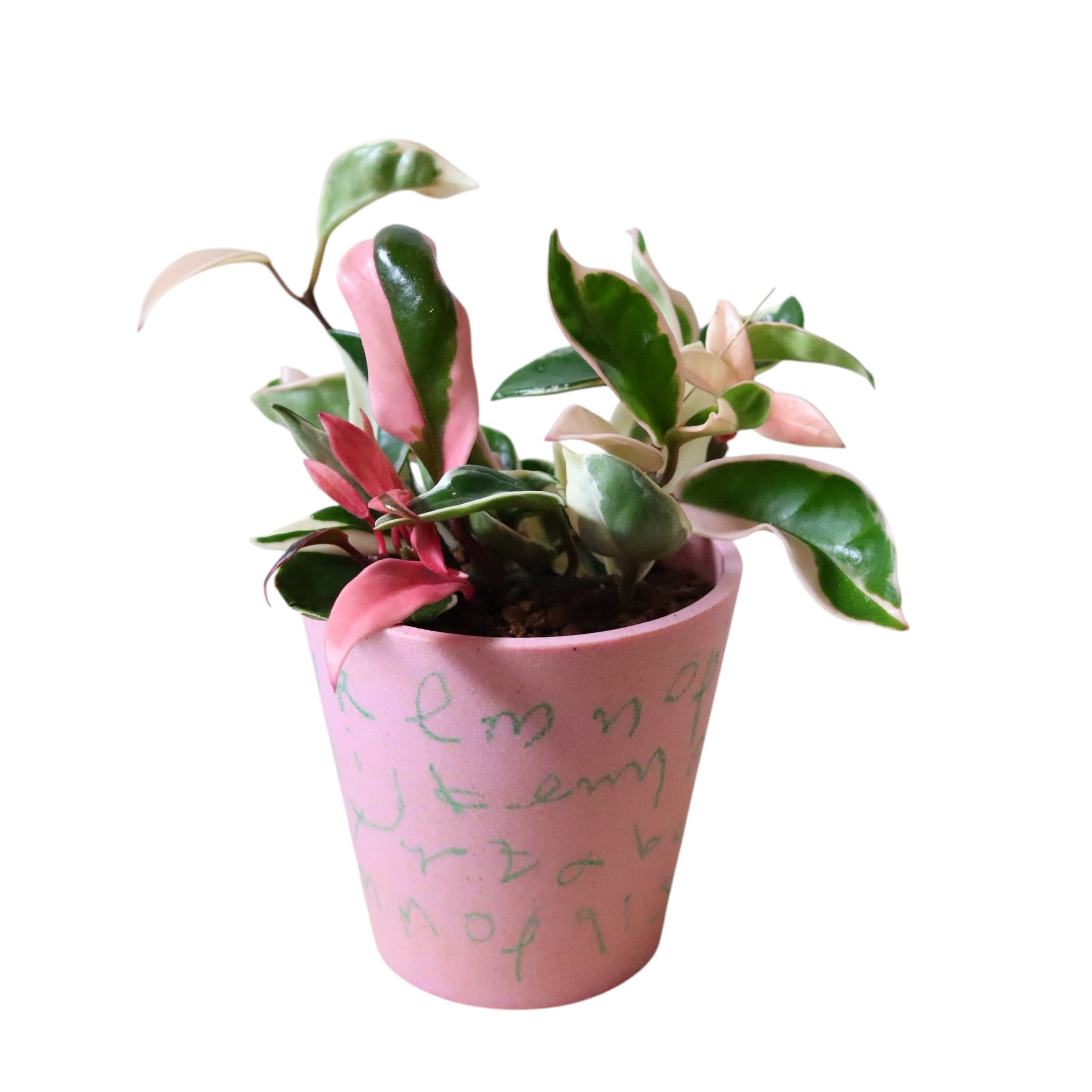 ホヤ リップカラー(花)