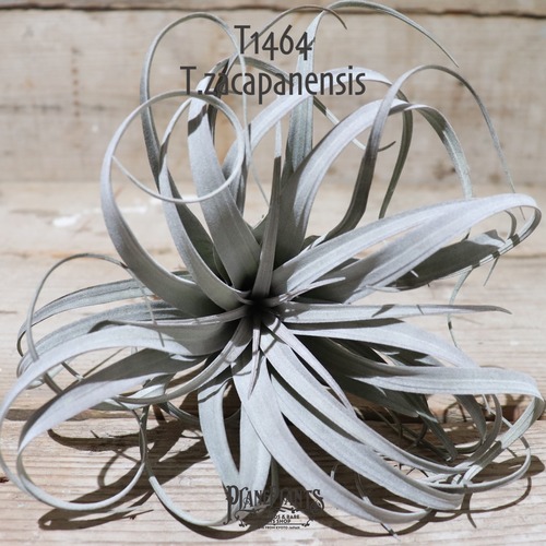 【送料無料】zacapanensis〔エアプランツ〕現品発送T1464