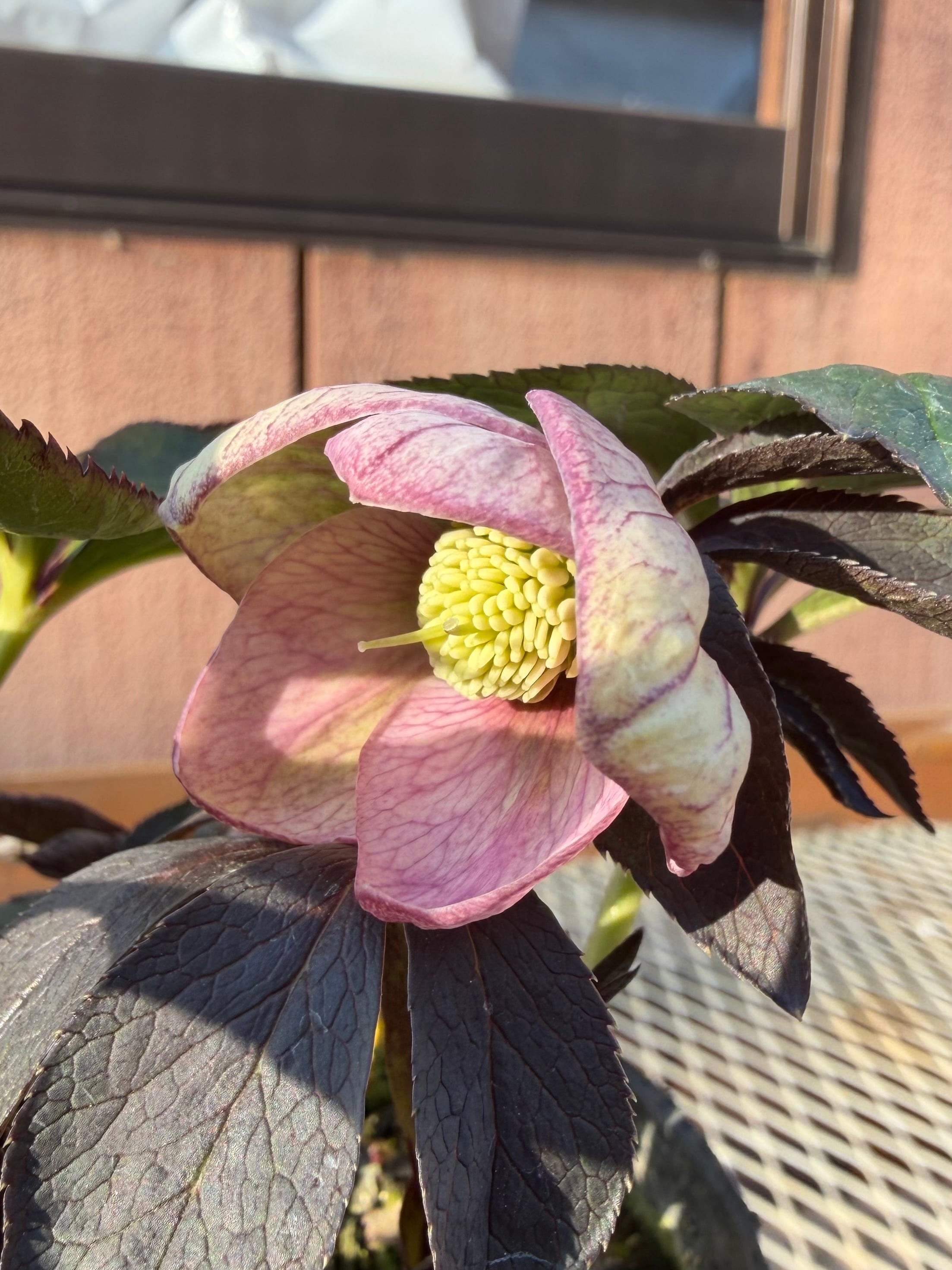 ポーセリンss 大木ナーサリー クリスマスローズ【Og02】送料無料