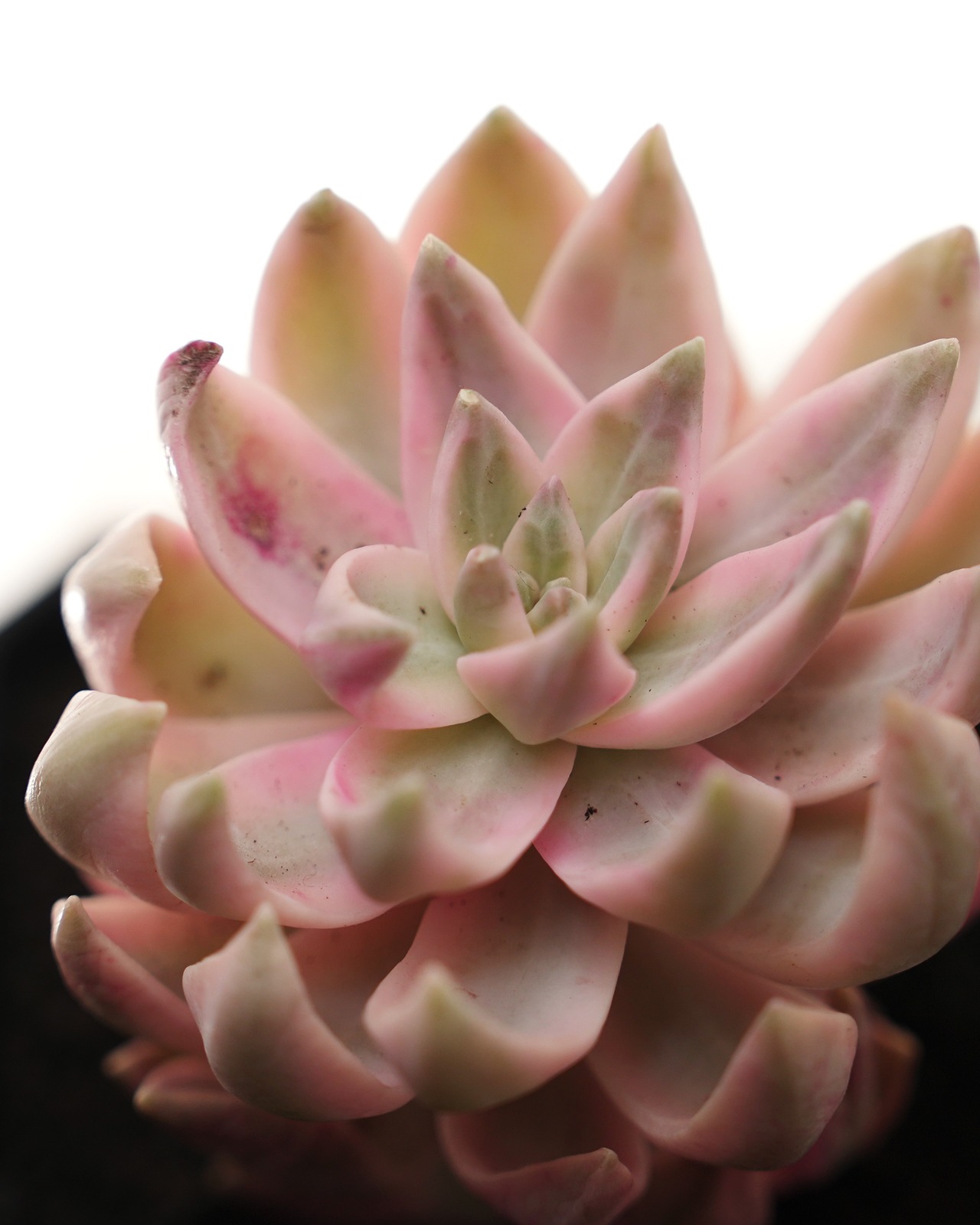 カット苗 プリン錦 【日本初上陸？！】 Graptopetalum 'Pudding' Variegated