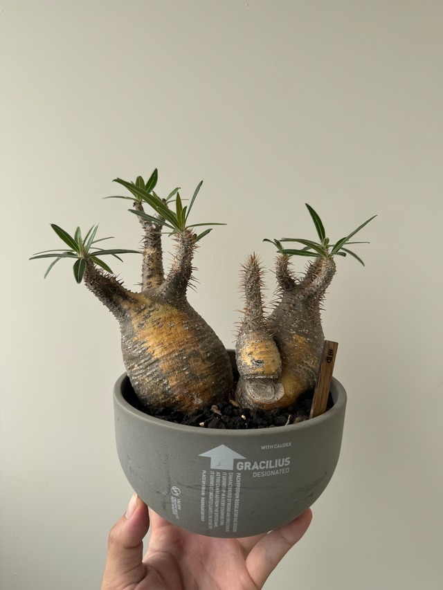 【極上品】Pachypodium gracilius【ダブルヘッド家族グラ】パキポディウム グラキリス