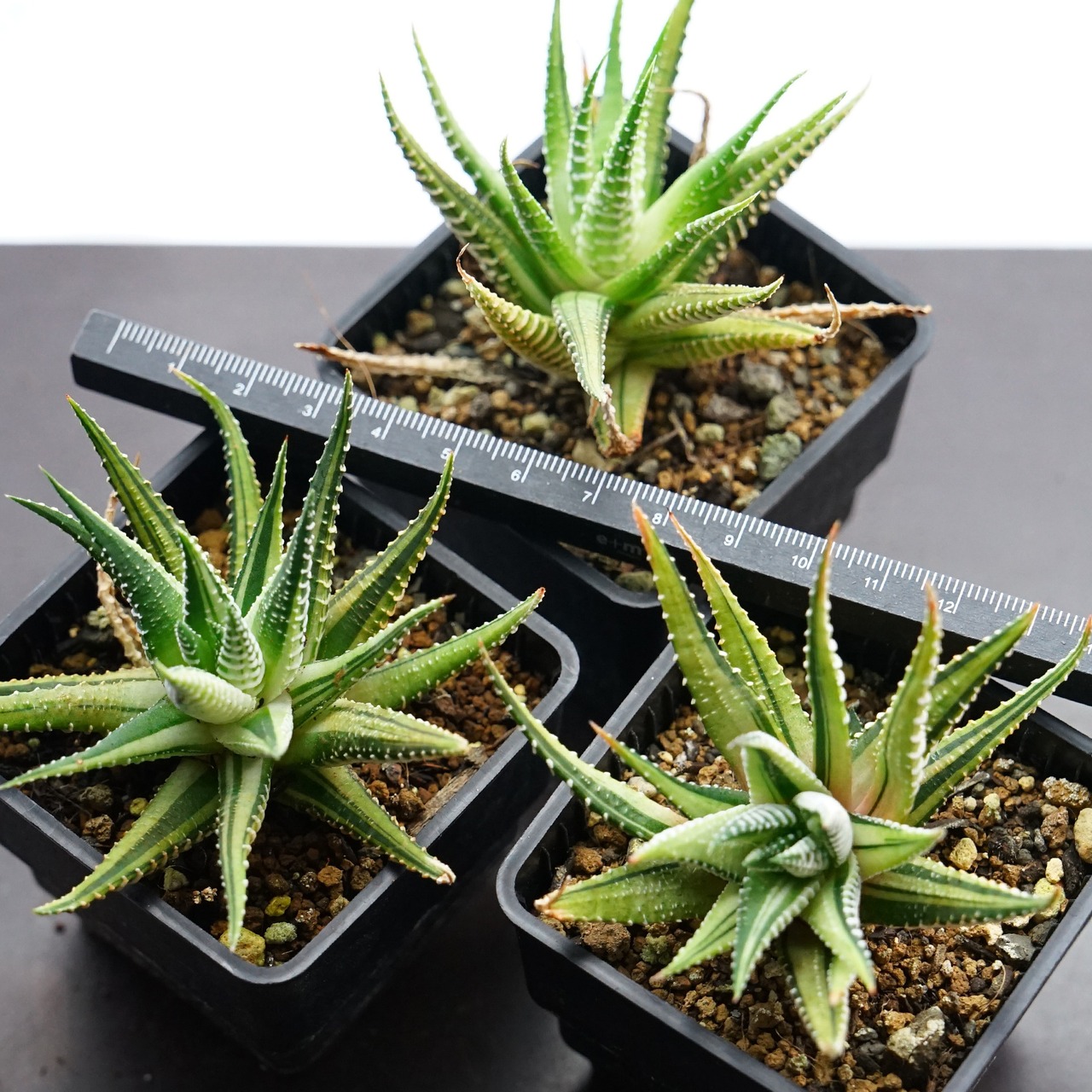 抜き苗 十二の巻錦 エレガンス Haworthia fasciata 'Elegans'