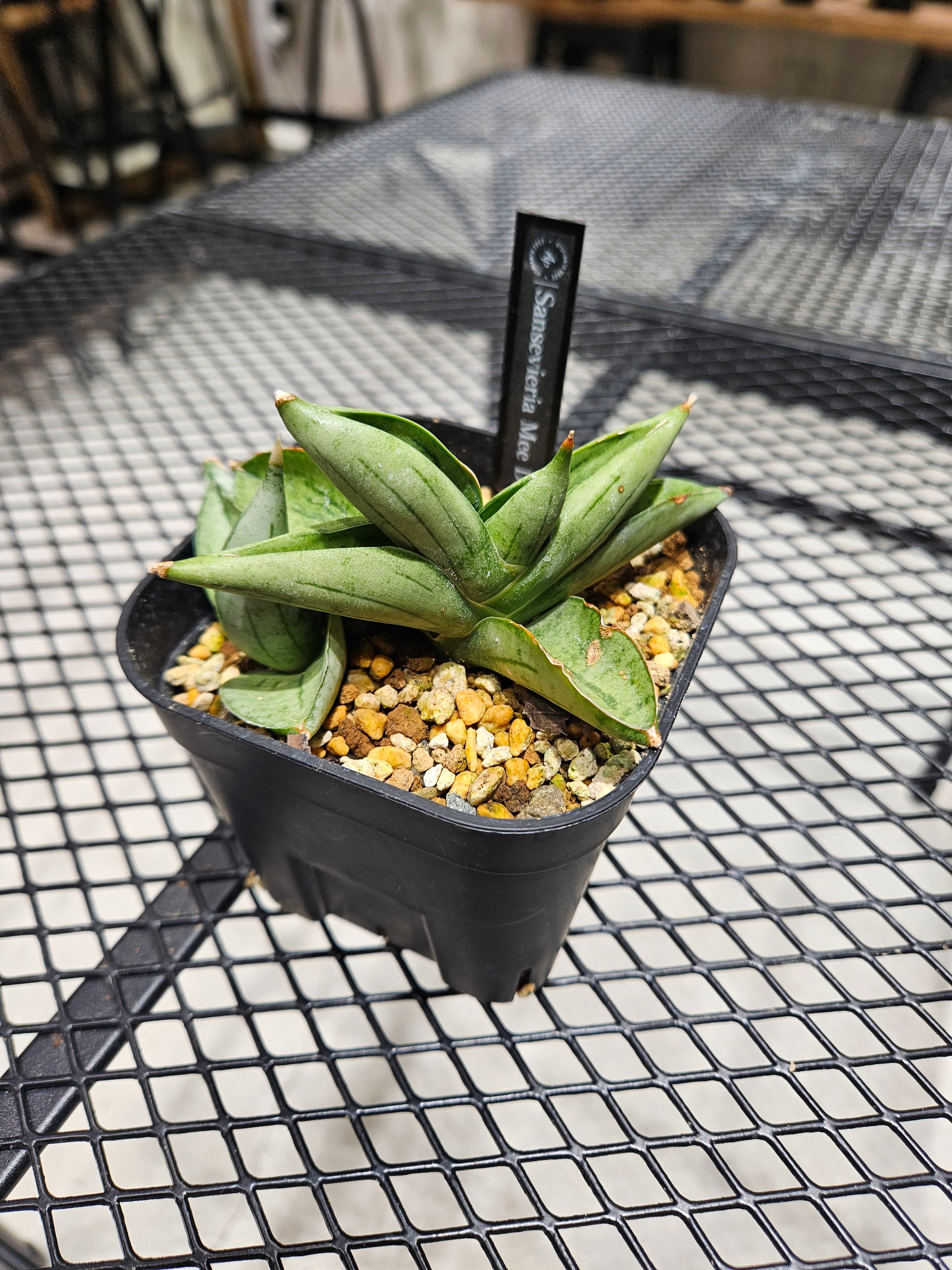 Sansevieria Mee Dee 【artPLANTs/PLANTS GARAGE】 サンスベリア