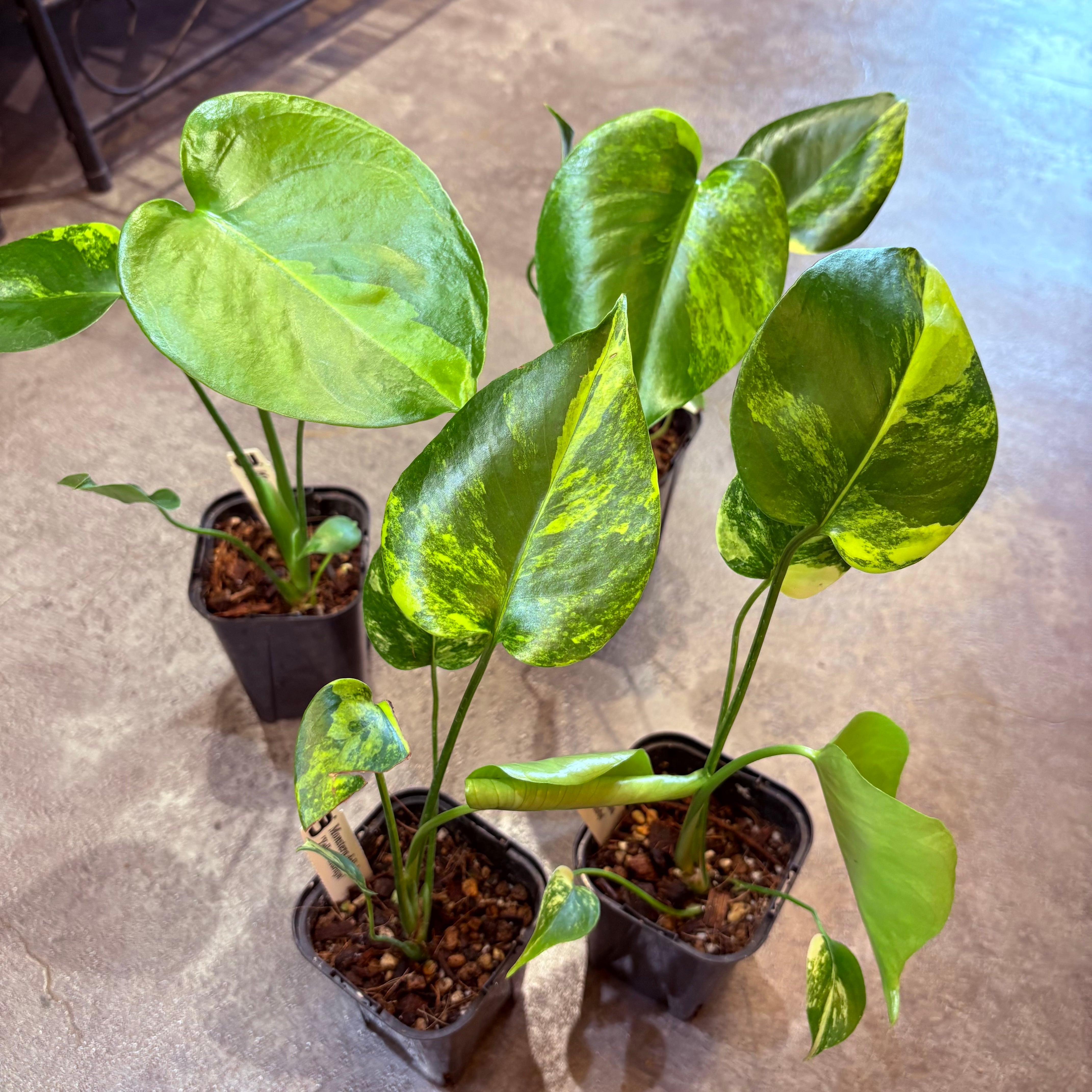 モンステラ イエローマリリン 3.5号 | Green Vibes 宇都宮市の観葉植物