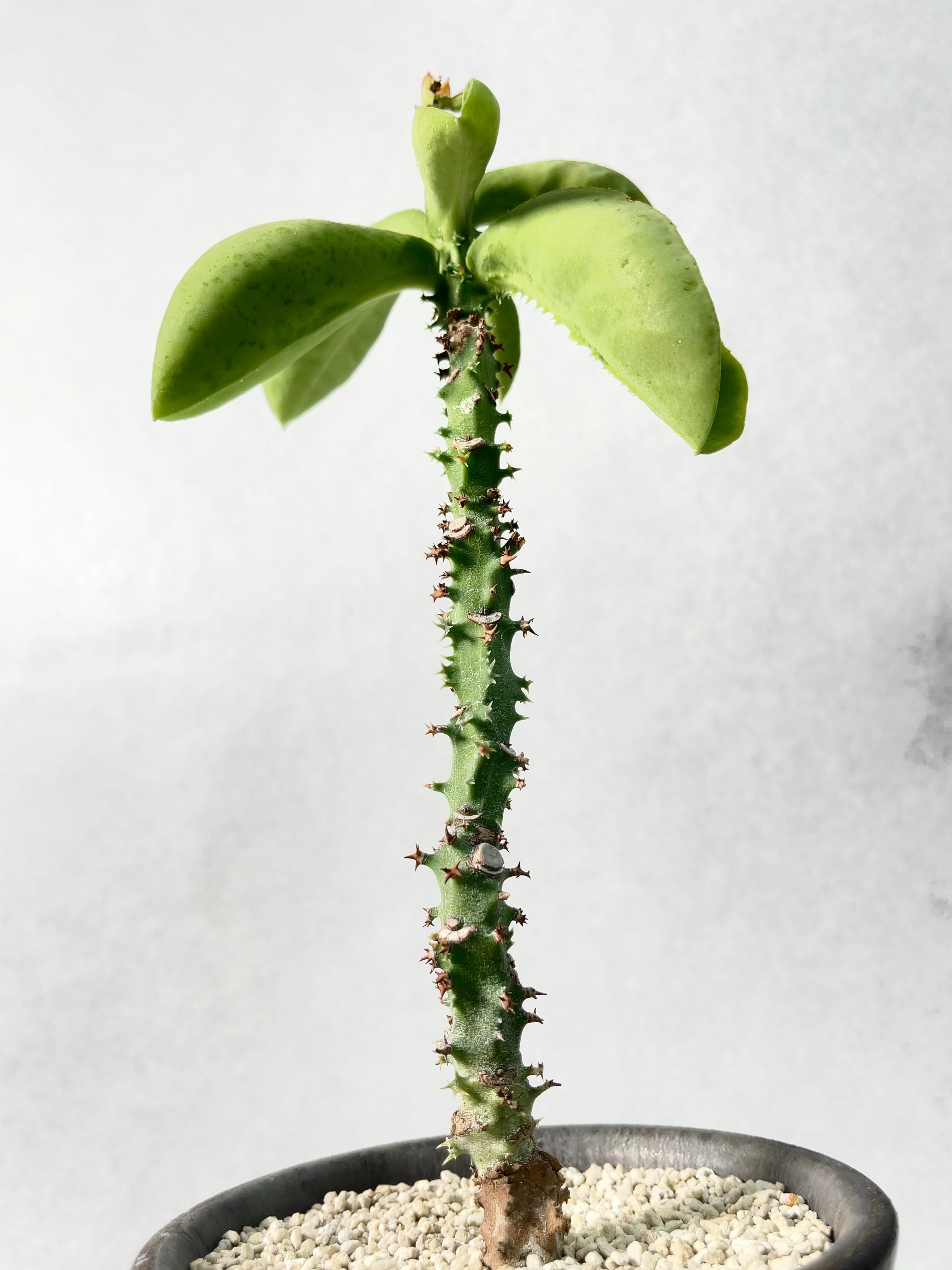 モナデニウム・マグニフィカム | trigger