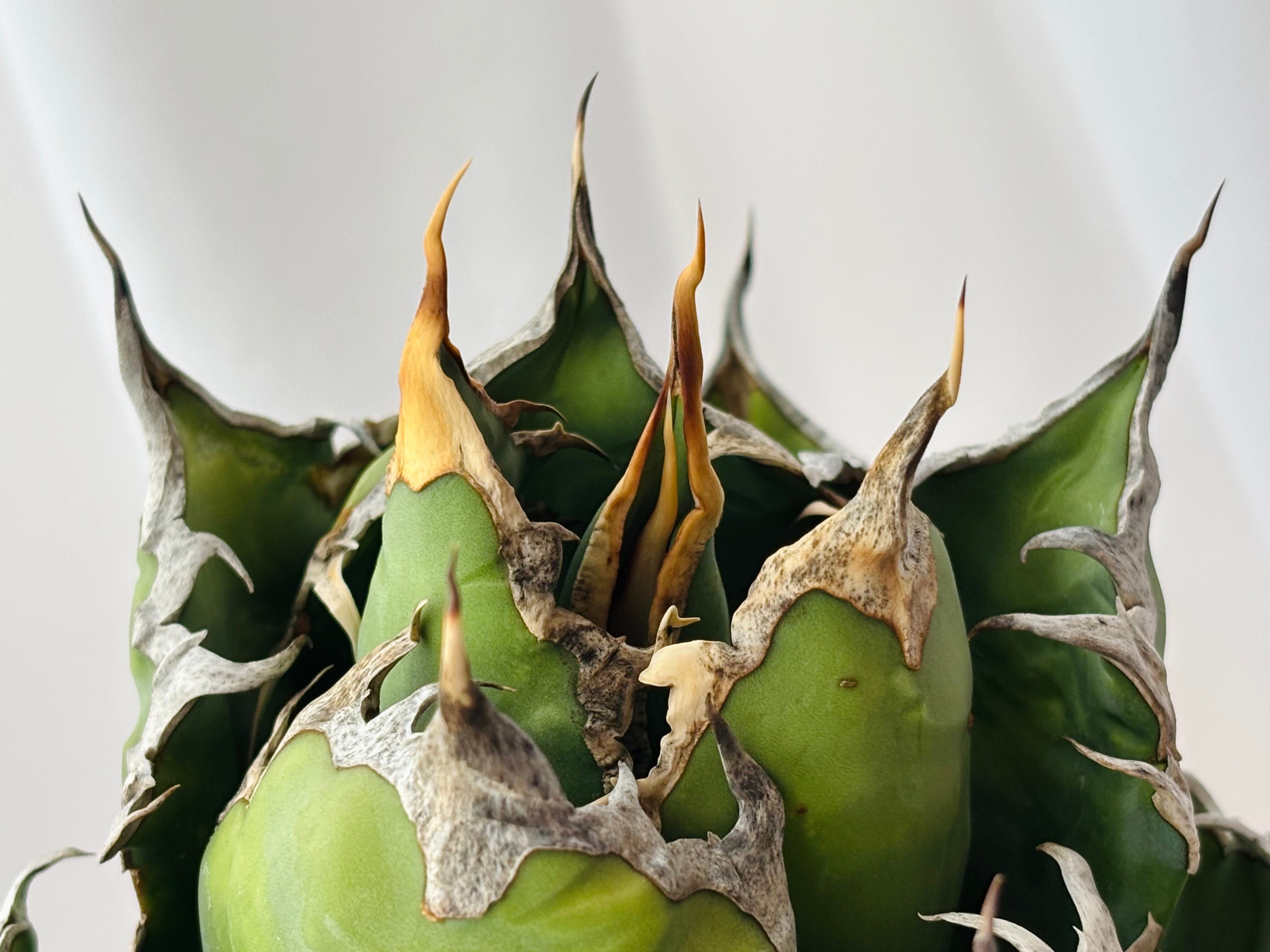 Agave titanota アガベ チタノタ FO76 多肉植物 | plants MARU