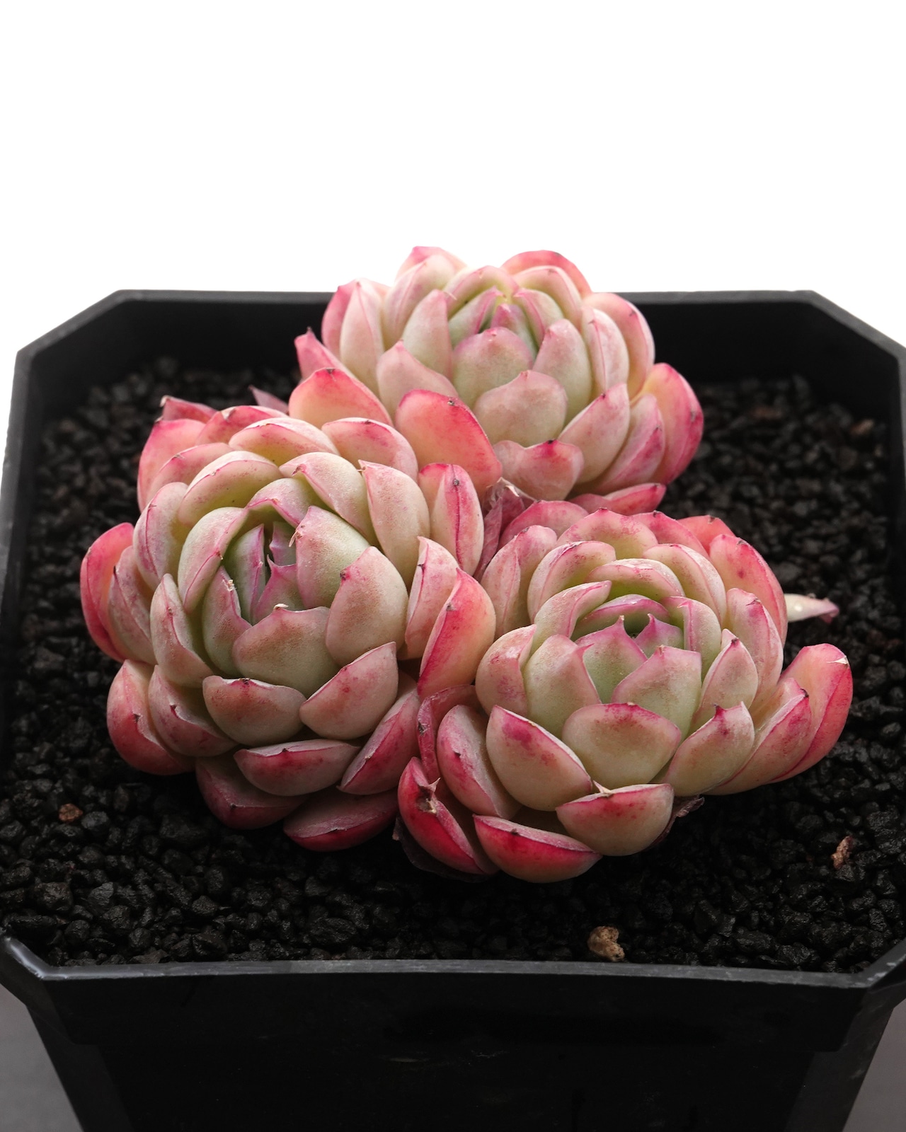 カット苗 ストロベリーアイス 3頭群生 Echeveria 'Strawberry Ice'