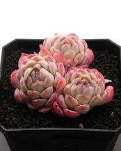 カット苗 ストロベリーアイス 3頭群生 Echeveria 'Strawberry Ice'