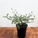 Commiphora monstruosa【コミフォラ・モンストローサ・実生】
