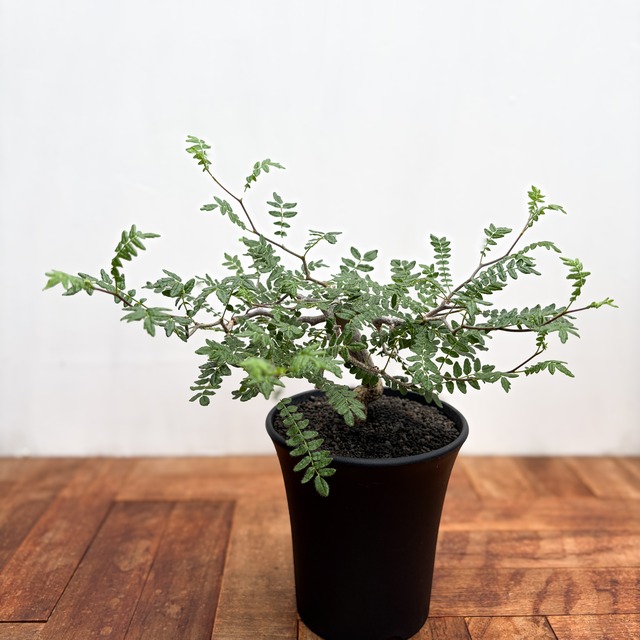 Commiphora monstruosa【コミフォラ・モンストローサ・実生】